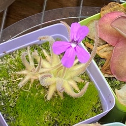 Pinguicula Gypsicola (Buena Vista x San Luis Potosi) plant