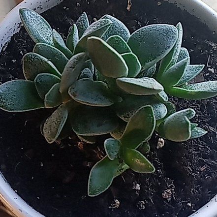 Photo of the plant species Crassula 'Morgan's Beauty' by @SmashingSalal named Lola on Greg, the plant care app