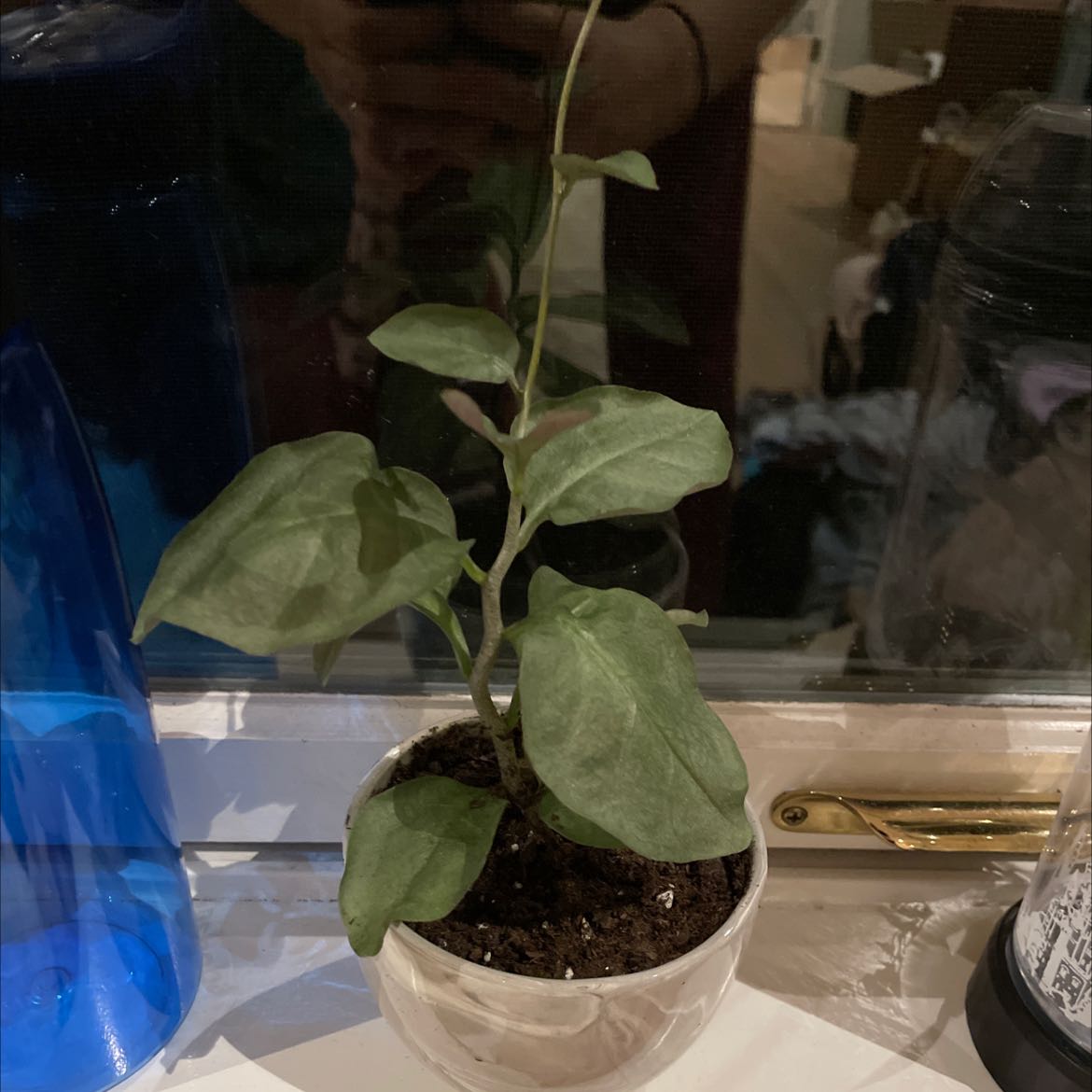 Potted Madeira Vine plant on a windowsill with healthy green leaves.