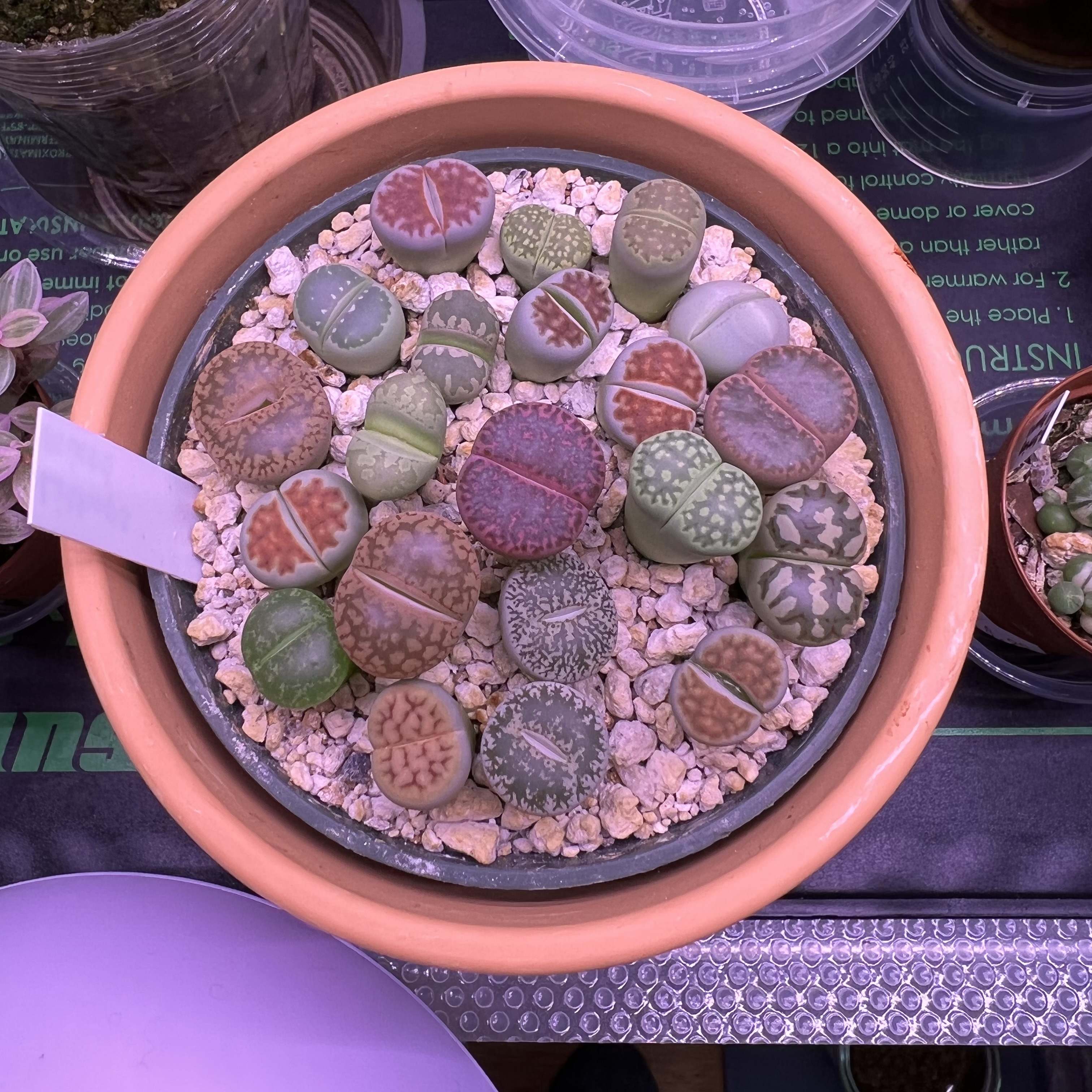 A pot of healthy Lithops bromfieldii plants with gravel substrate.