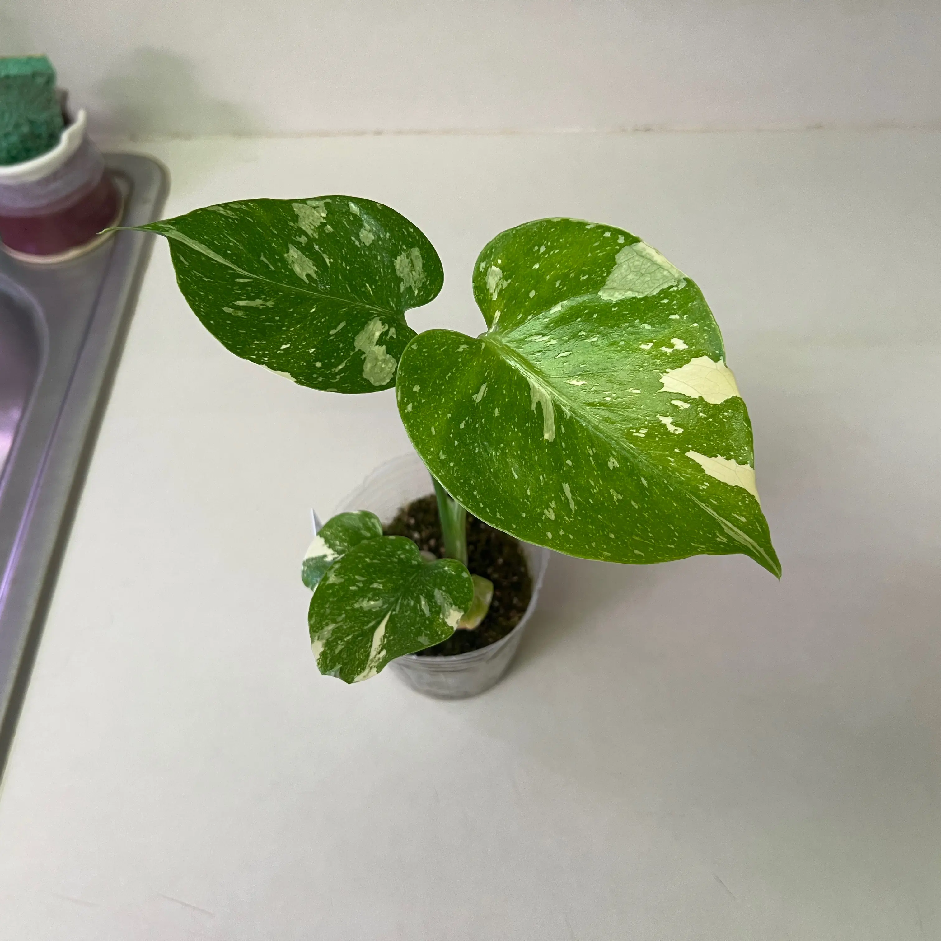 Thai Constellation Monstera plant with variegated leaves in a small pot.