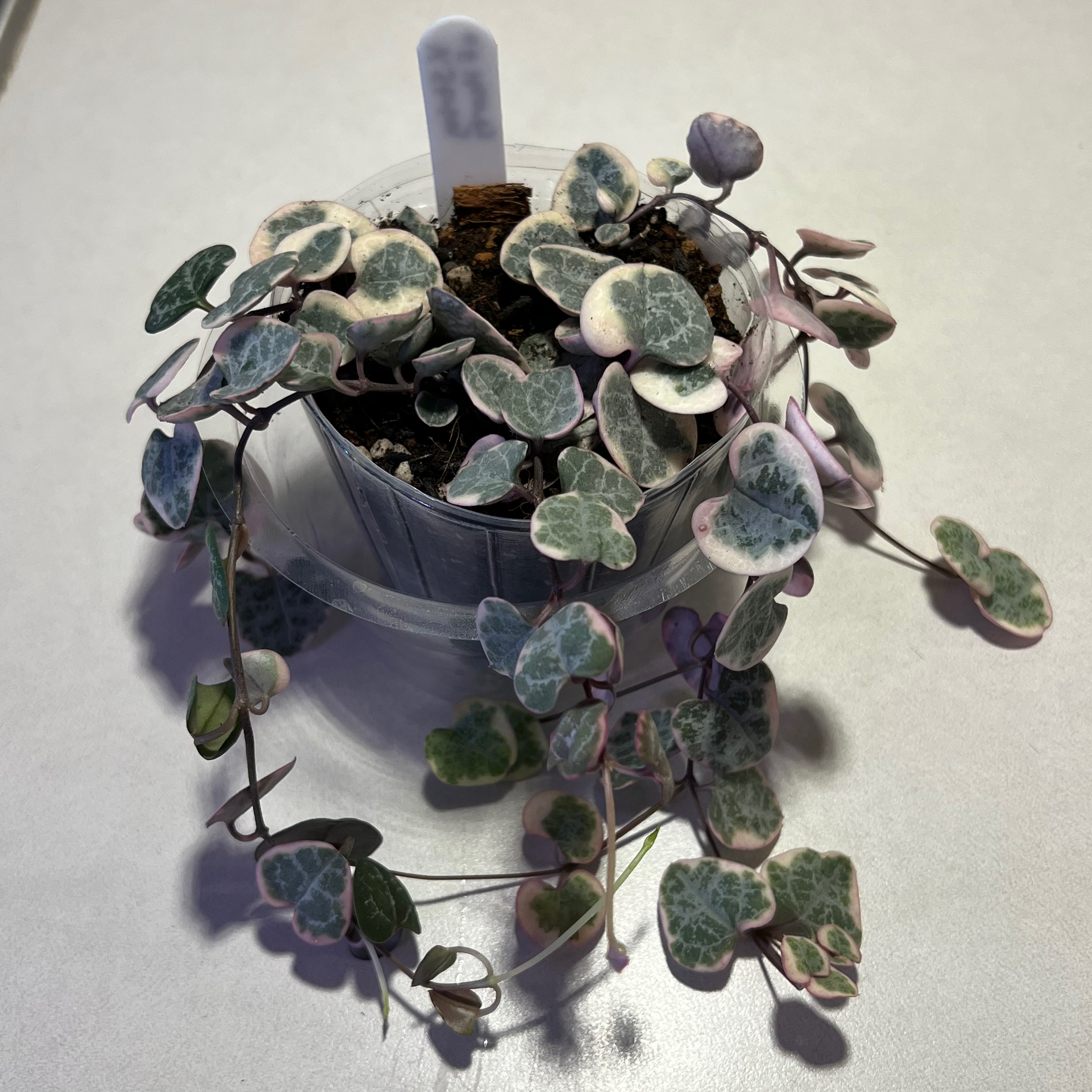 Variegated string of hearts plant in a small pot with visible soil, well-framed and in focus.