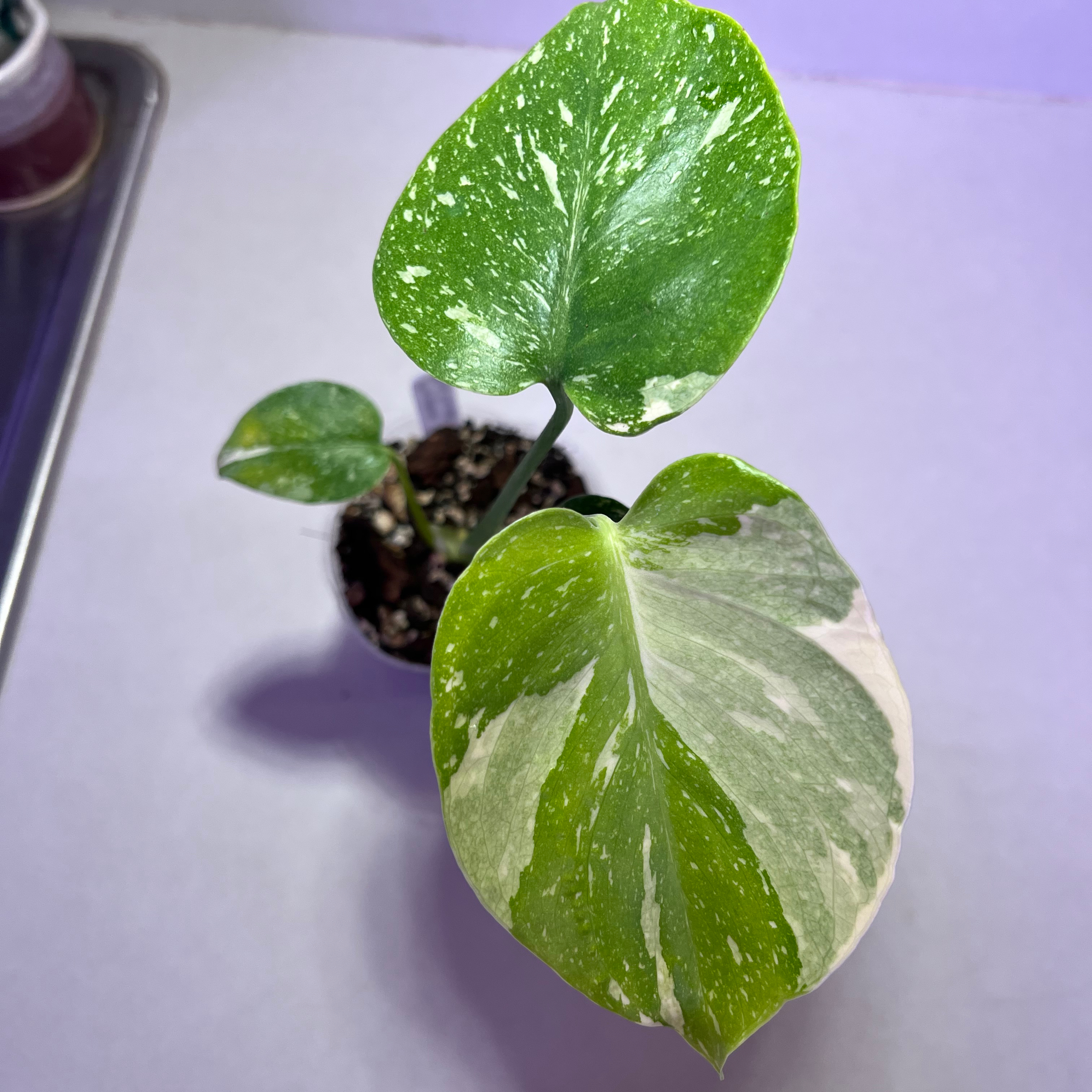 Thai Constellation Monstera plant with variegated leaves in a pot, well-framed and in focus.