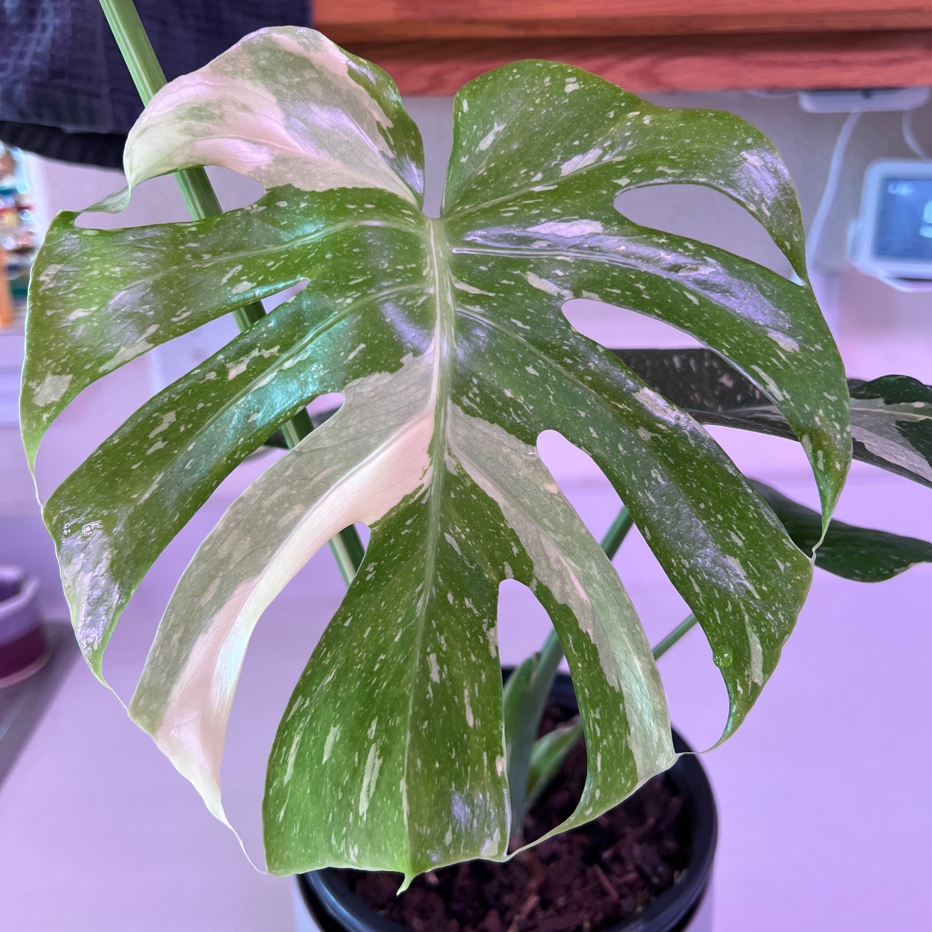 Thai Constellation Monstera with variegated leaves in a pot, soil visible.
