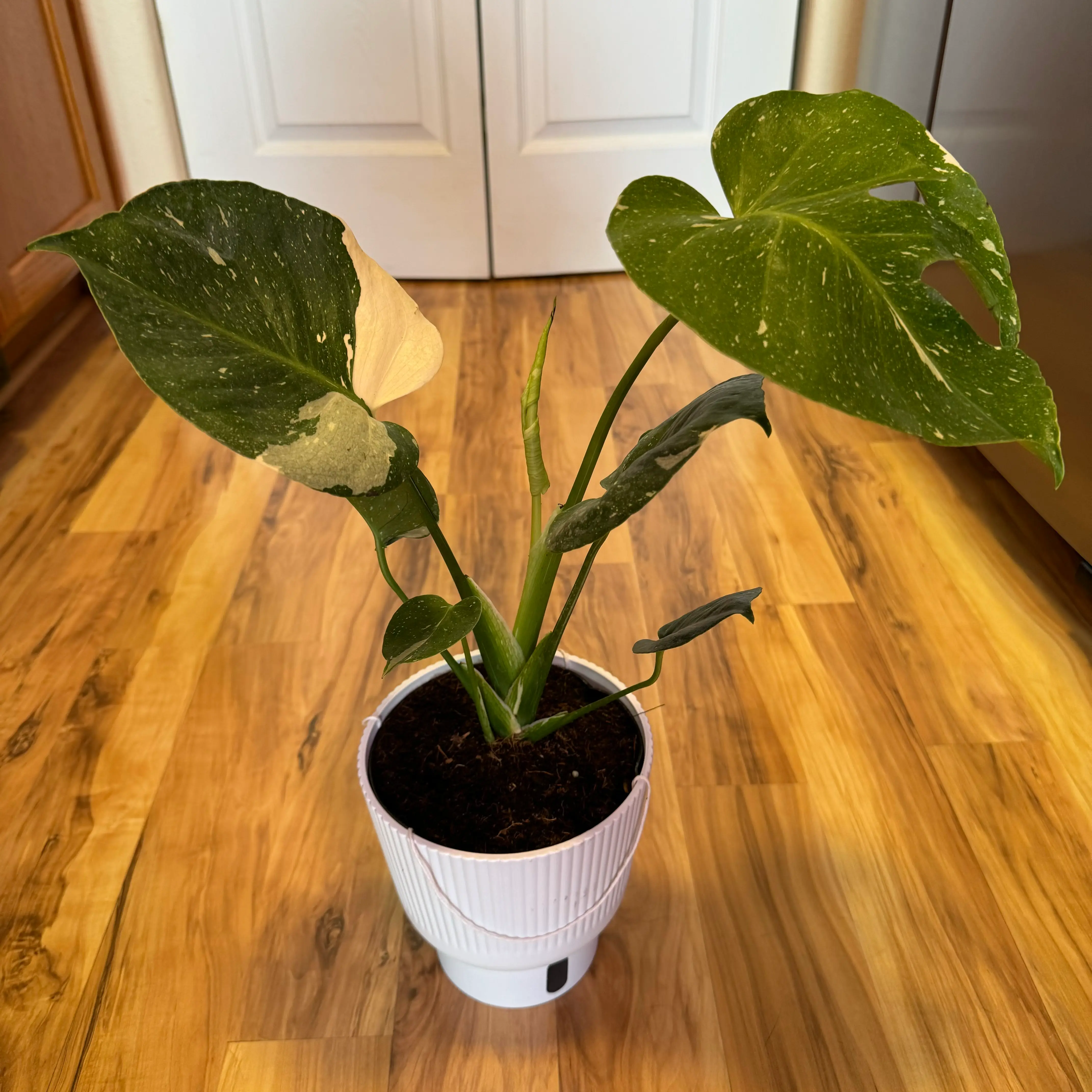 Thai Constellation Monstera plant in a white pot with variegated leaves, some yellowing and browning visible.