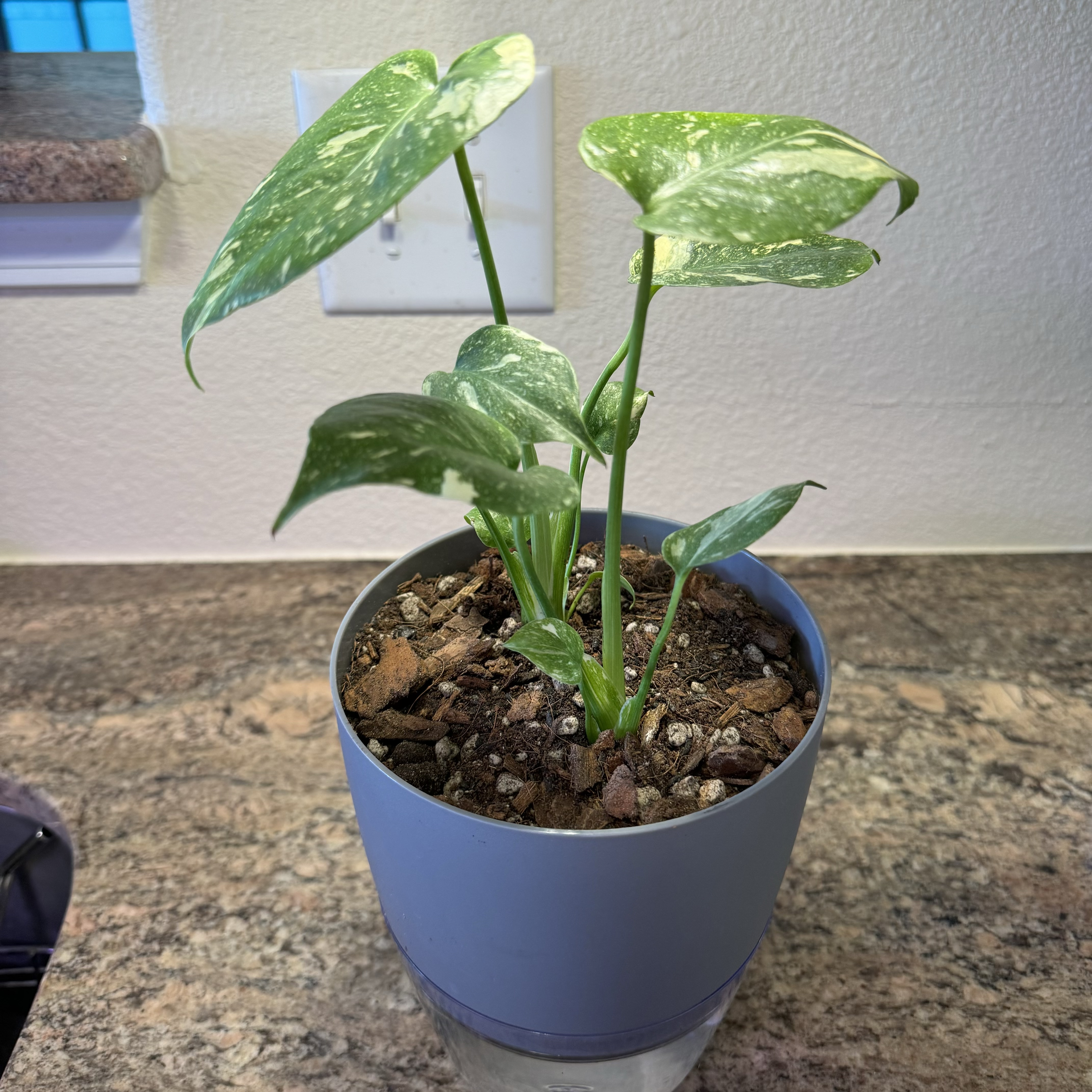 Potted Thai Constellation Monstera with variegated leaves in an indoor setting.