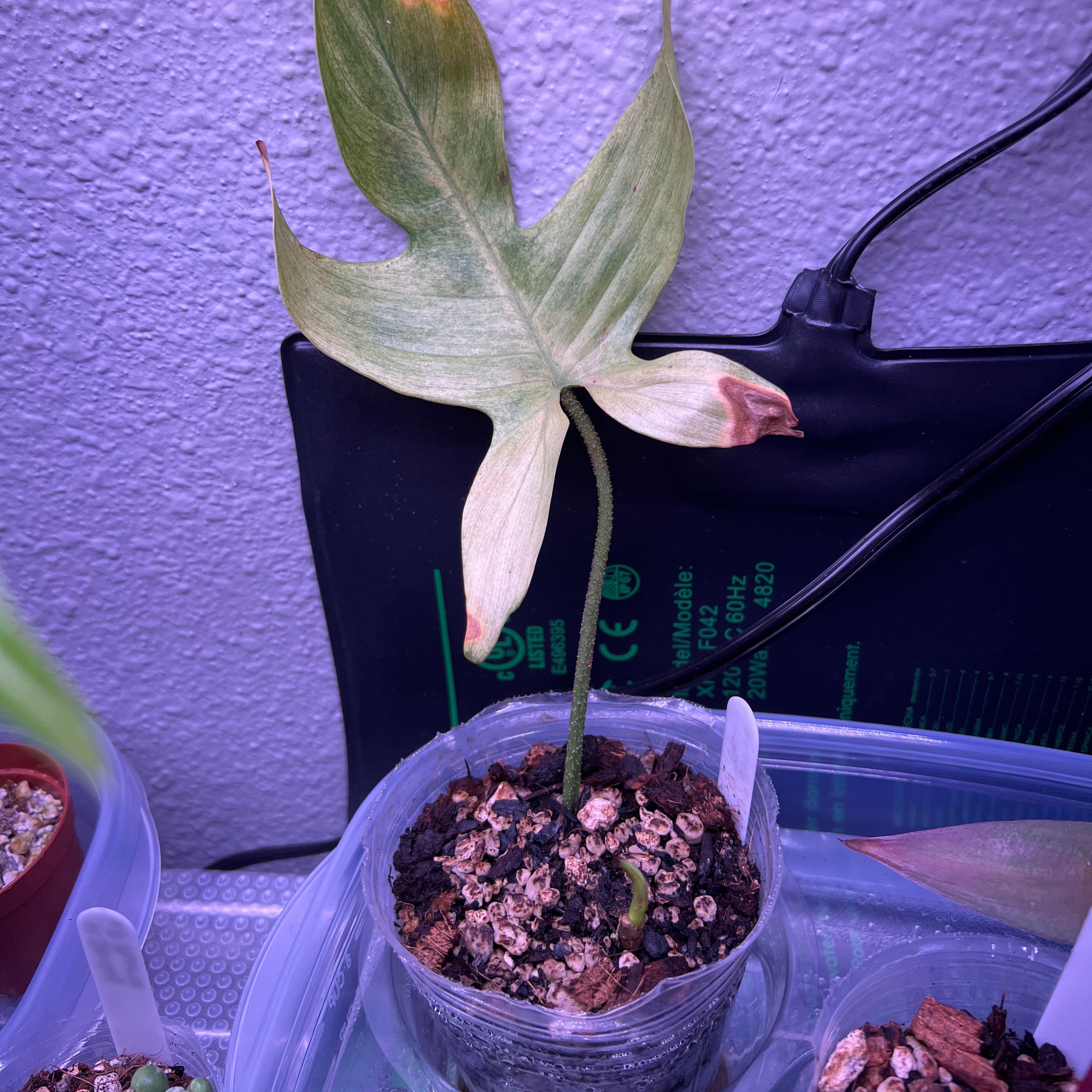 Philodendron 'Florida Ghost' plant with a single leaf showing yellowing and browning tips, potted in soil.