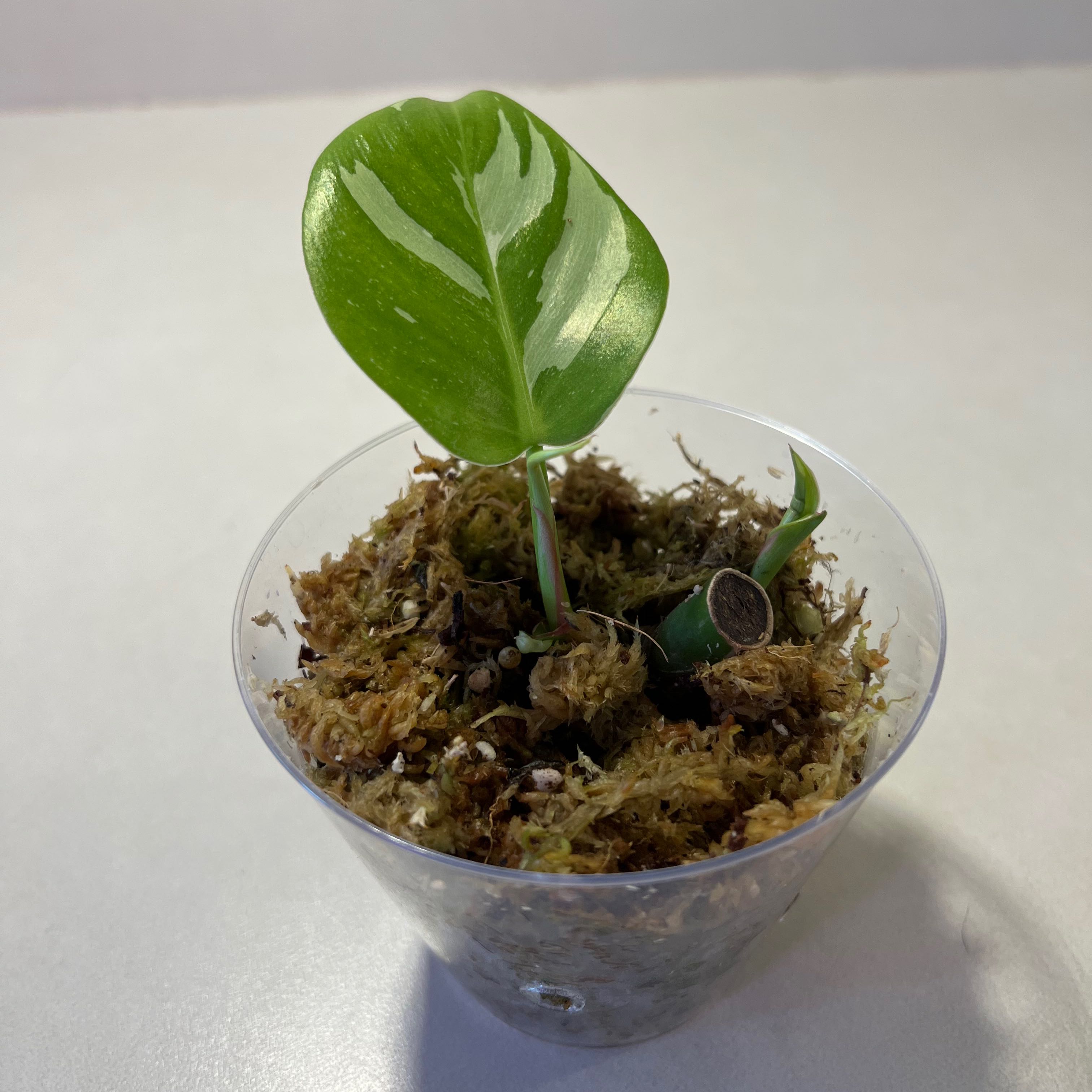 Young Philodendron 'White Princess' plant in a clear plastic container with moss.