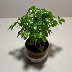 China Doll Plant plant