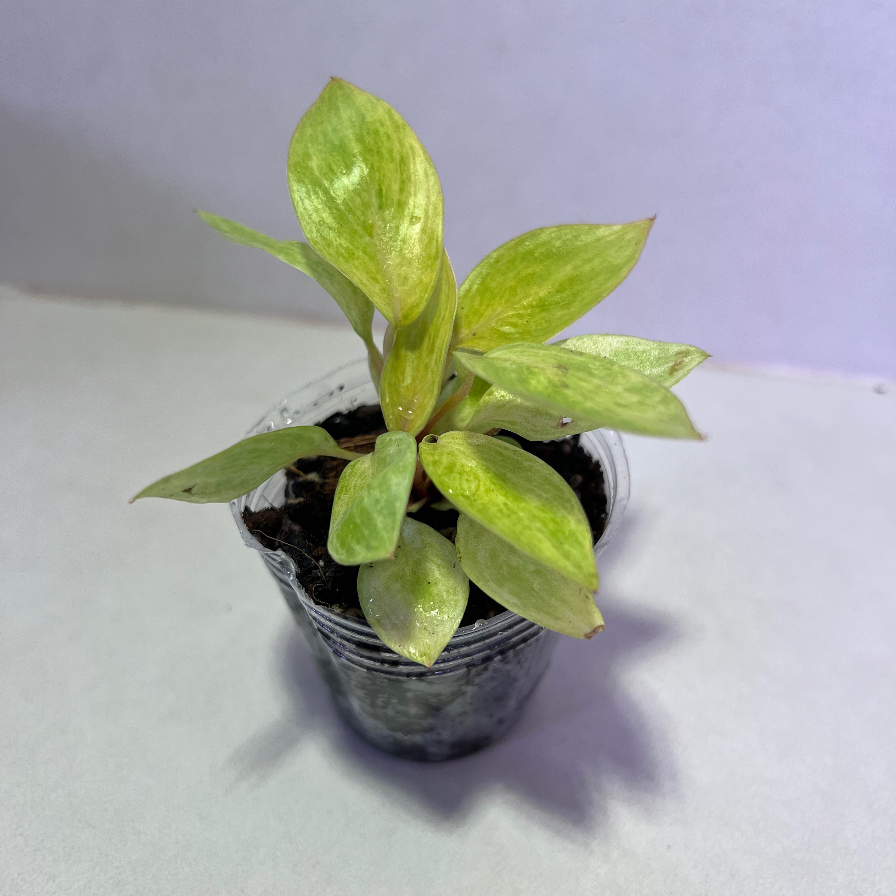 Philodendron 'Painted Lady' plant in a clear plastic pot with some yellowing and browning leaves.