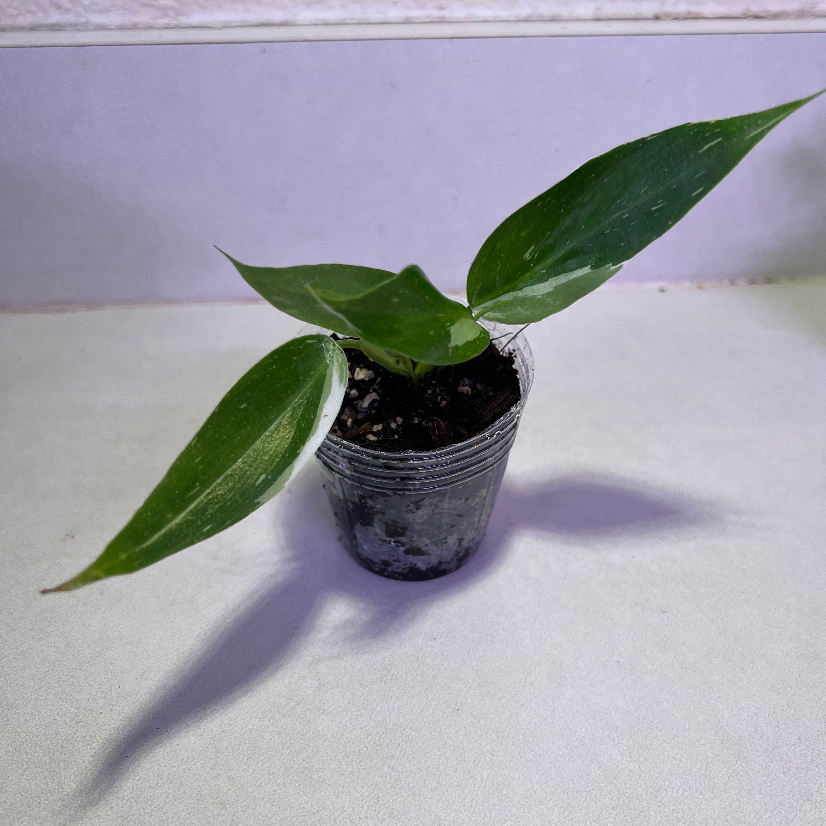 Philodendron 'White Princess' plant in a plastic pot with three green leaves.
