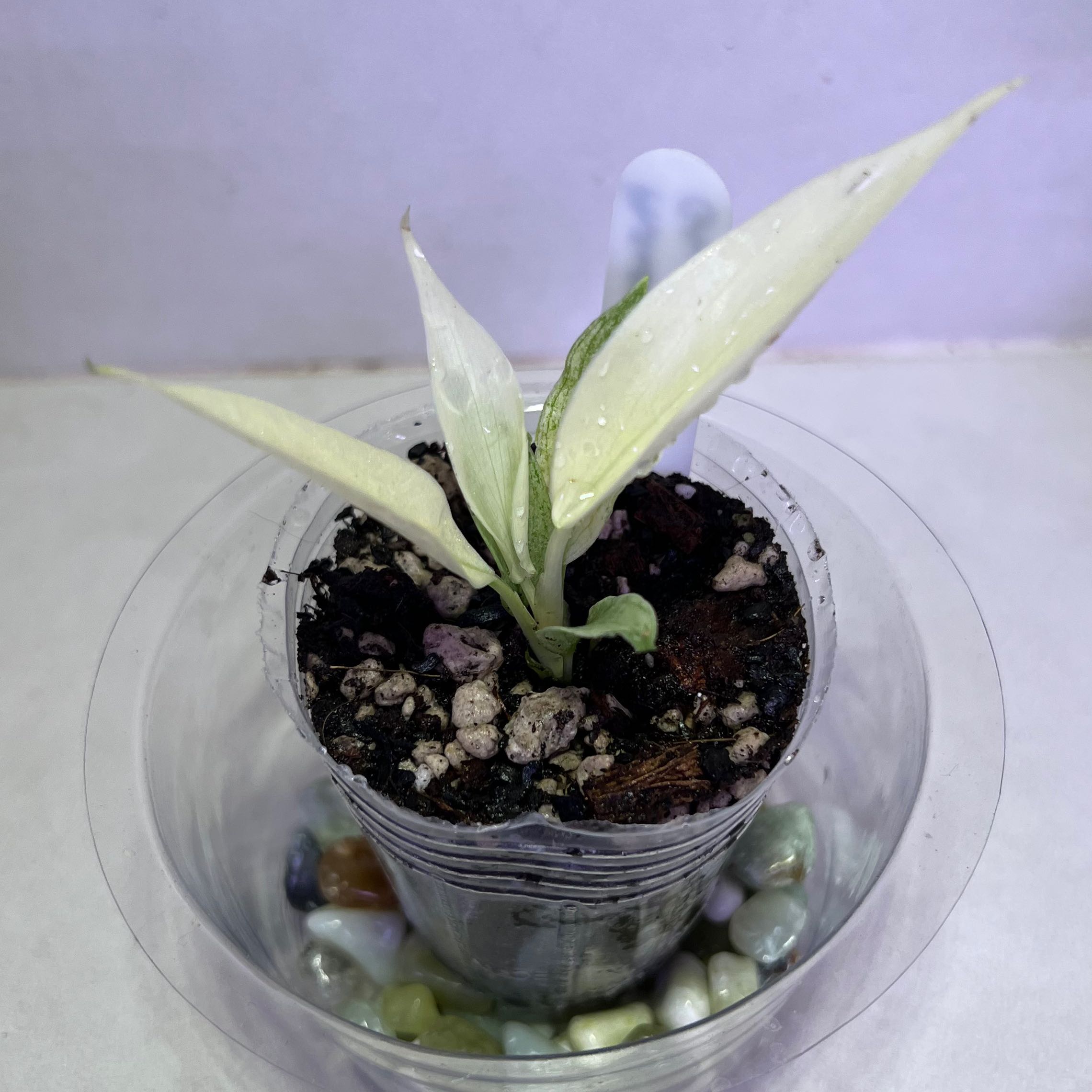 Philodendron 'Florida Ghost' plant in a small pot with visible soil and decorative stones.