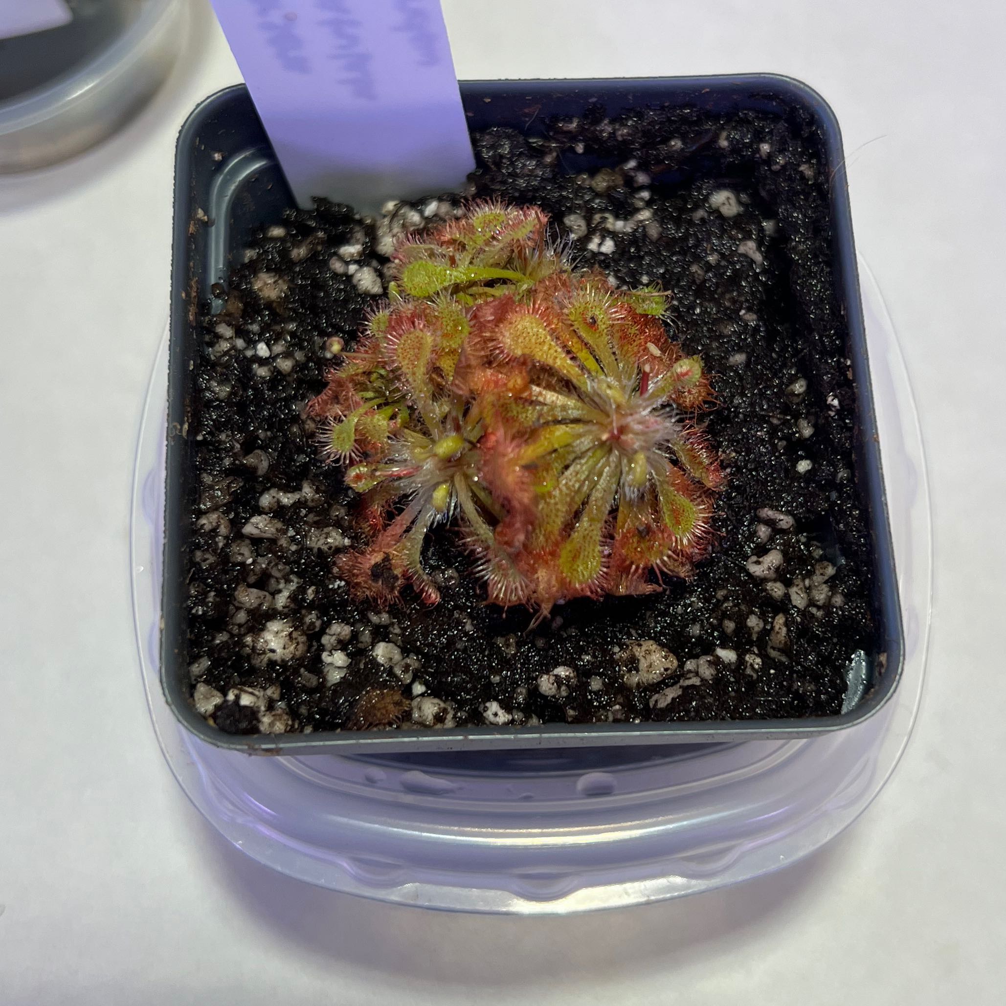 Spoon-Leaved Sundew plant in a small pot with visible soil, showing some leaf discoloration.