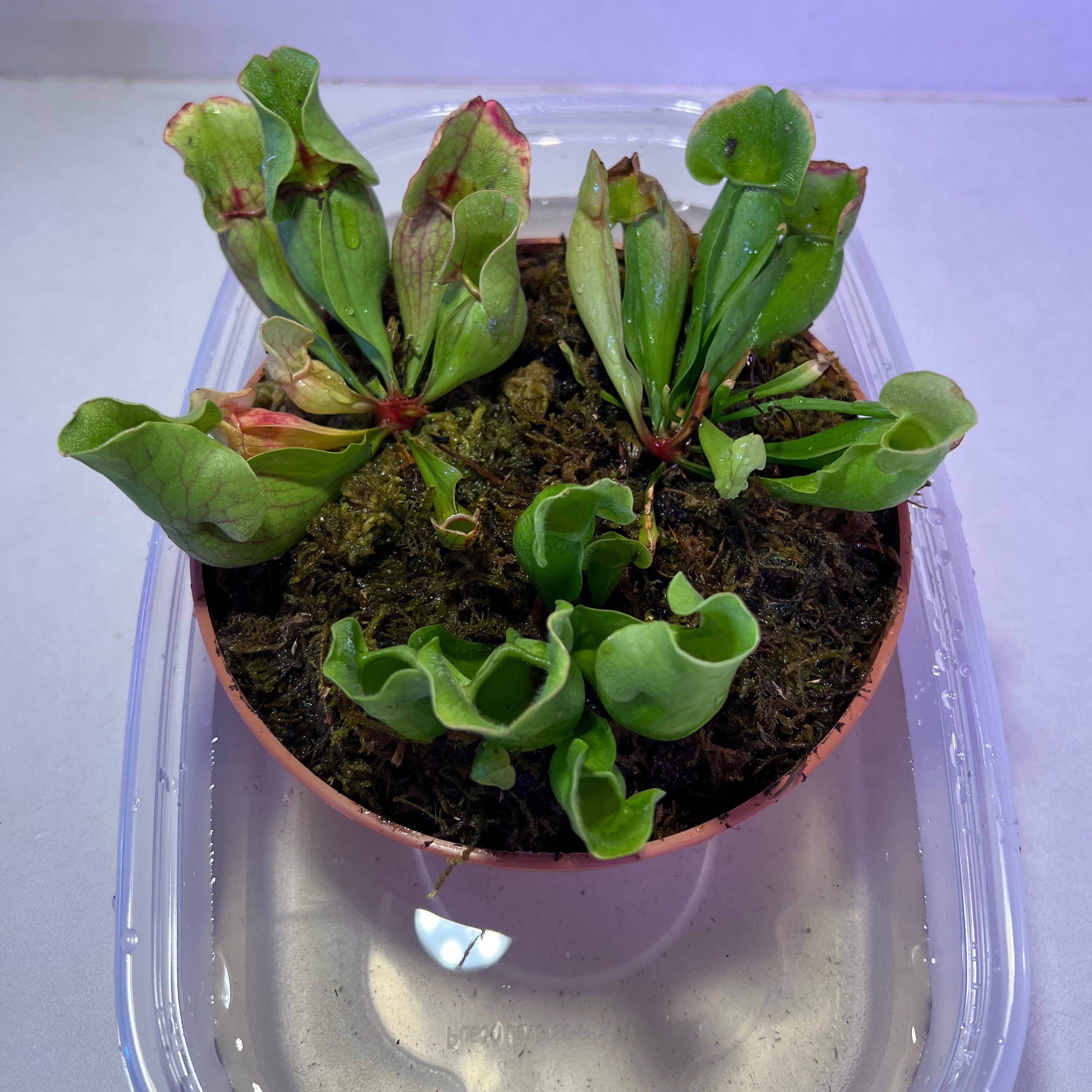 Purple Pitcher Plant in a small pot with some leaves showing browning and yellowing.