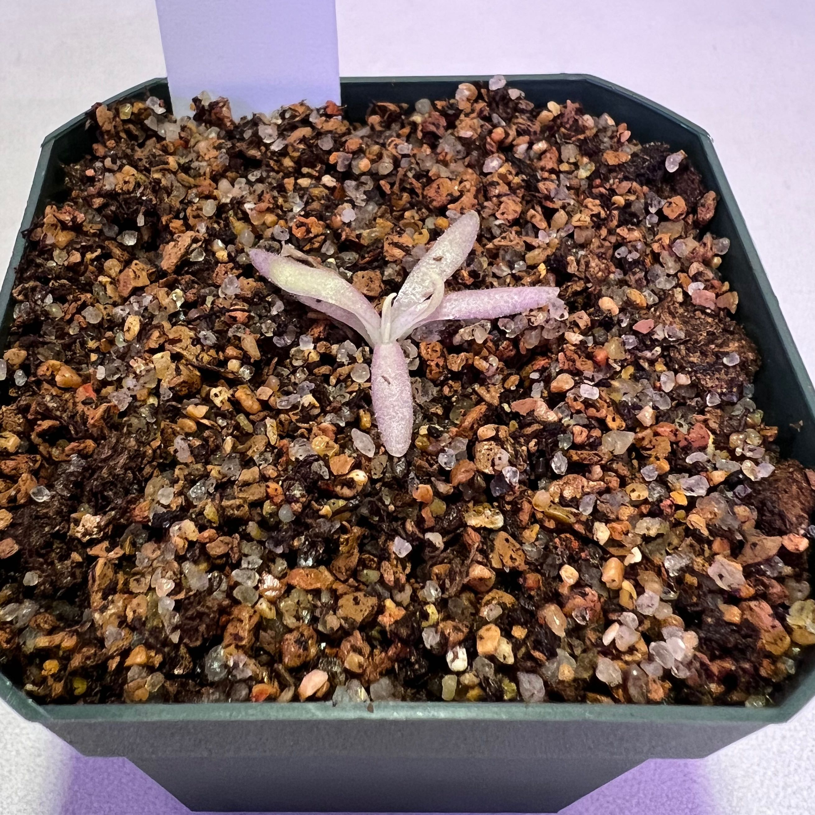 Photo of the plant species Aphrodite Butterwort by @swhite1923 named Pinguicula Aphrodite on Greg, the plant care app