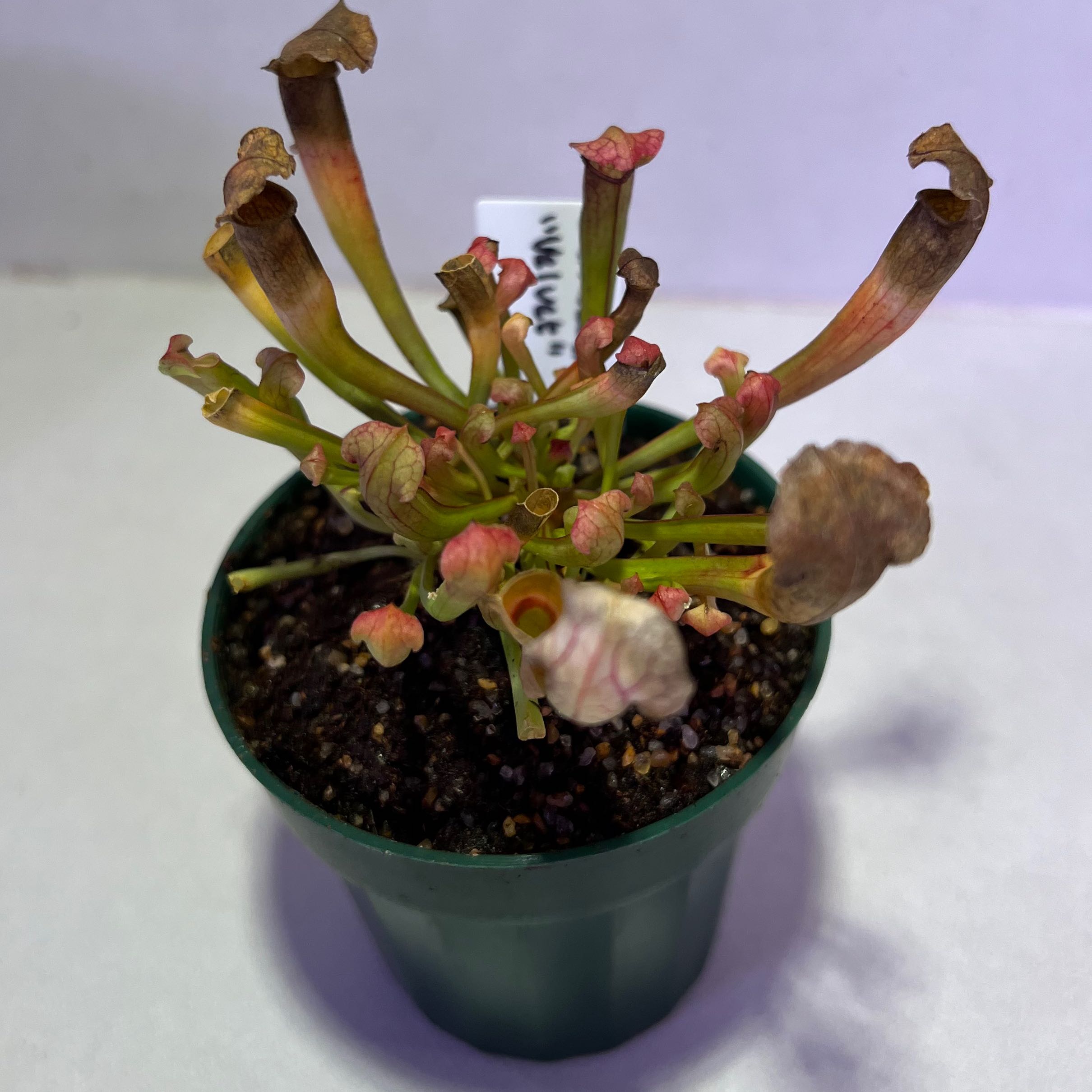 White Topped Pitcher Plant in a pot with some browning pitchers and visible soil.