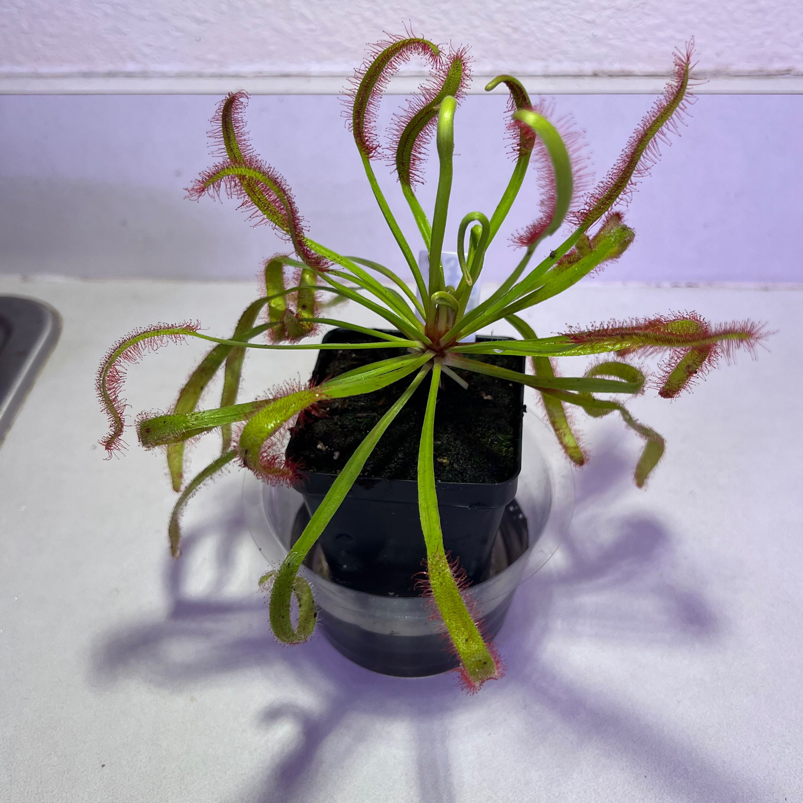 Cape Sundew plant in a black pot with visible soil, vibrant green leaves, and red-tipped tentacles.
