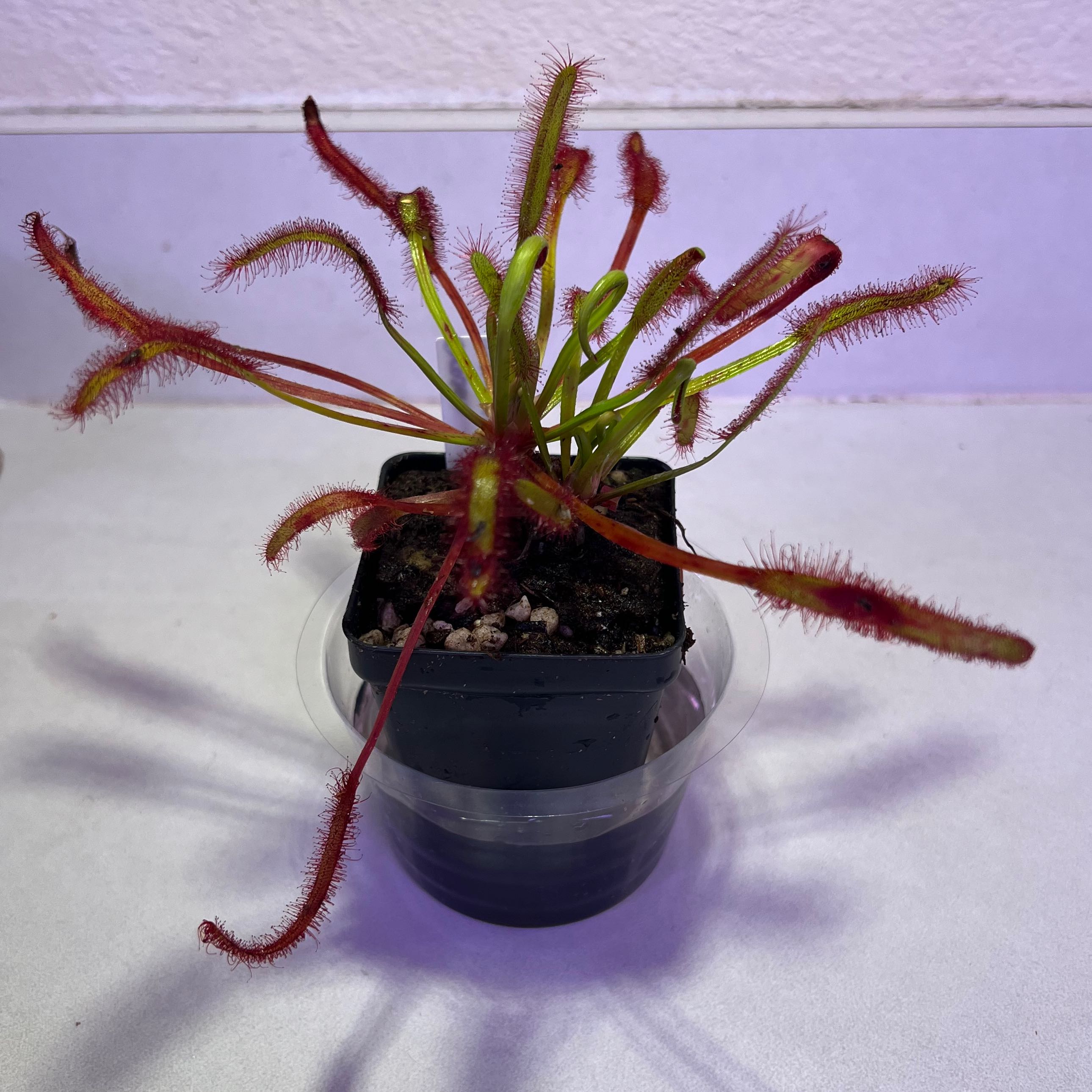 Cape Sundew plant in a small black pot with visible soil, showing vibrant red and green leaves.