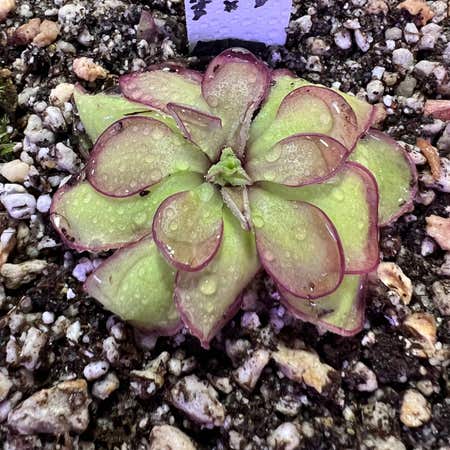 Photo of the plant species butterwort by Swhite1923 named Pinguicula Laueana x Emarginata on Greg, the plant care app