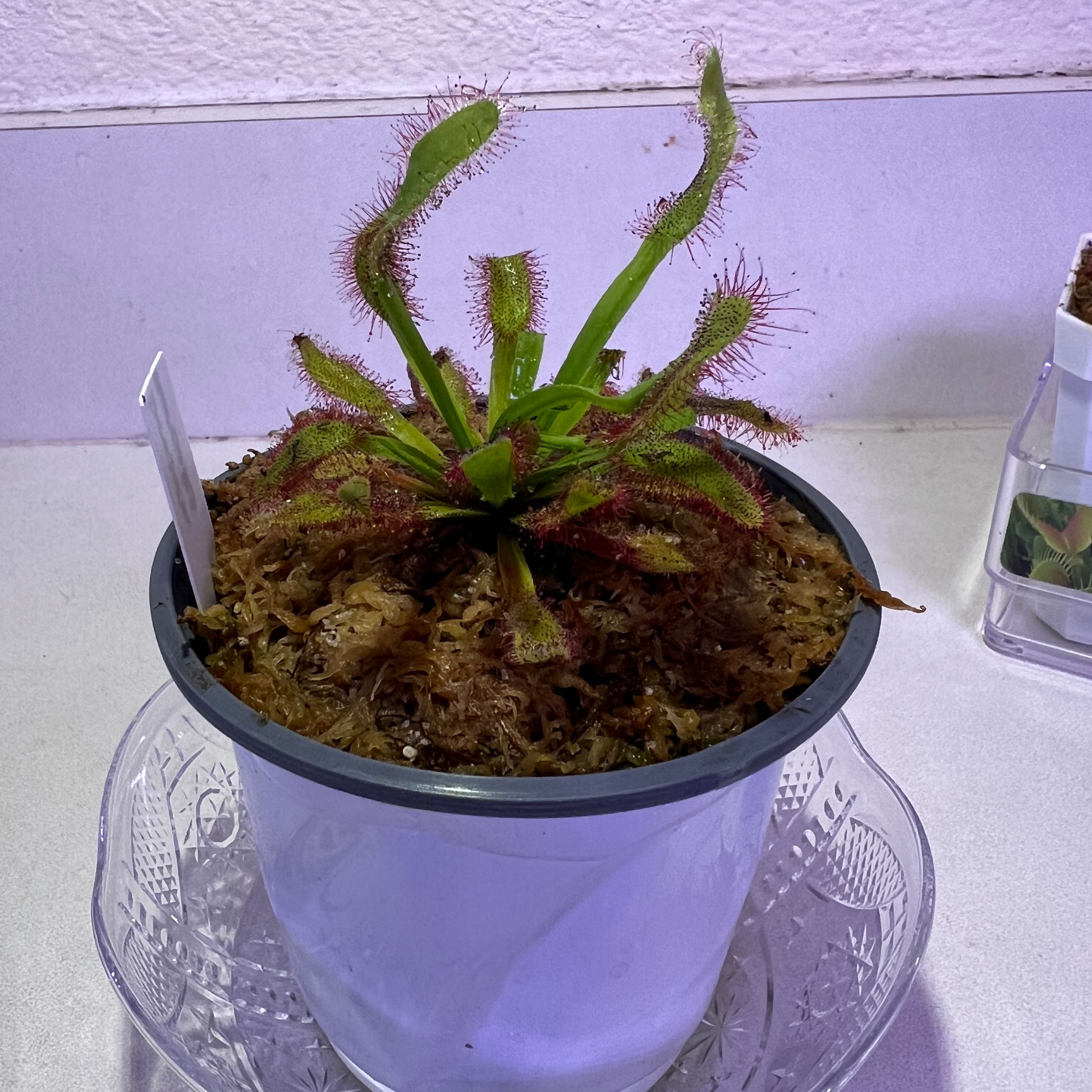 Cape Sundew plant in a pot on a glass plate, healthy and well-framed.