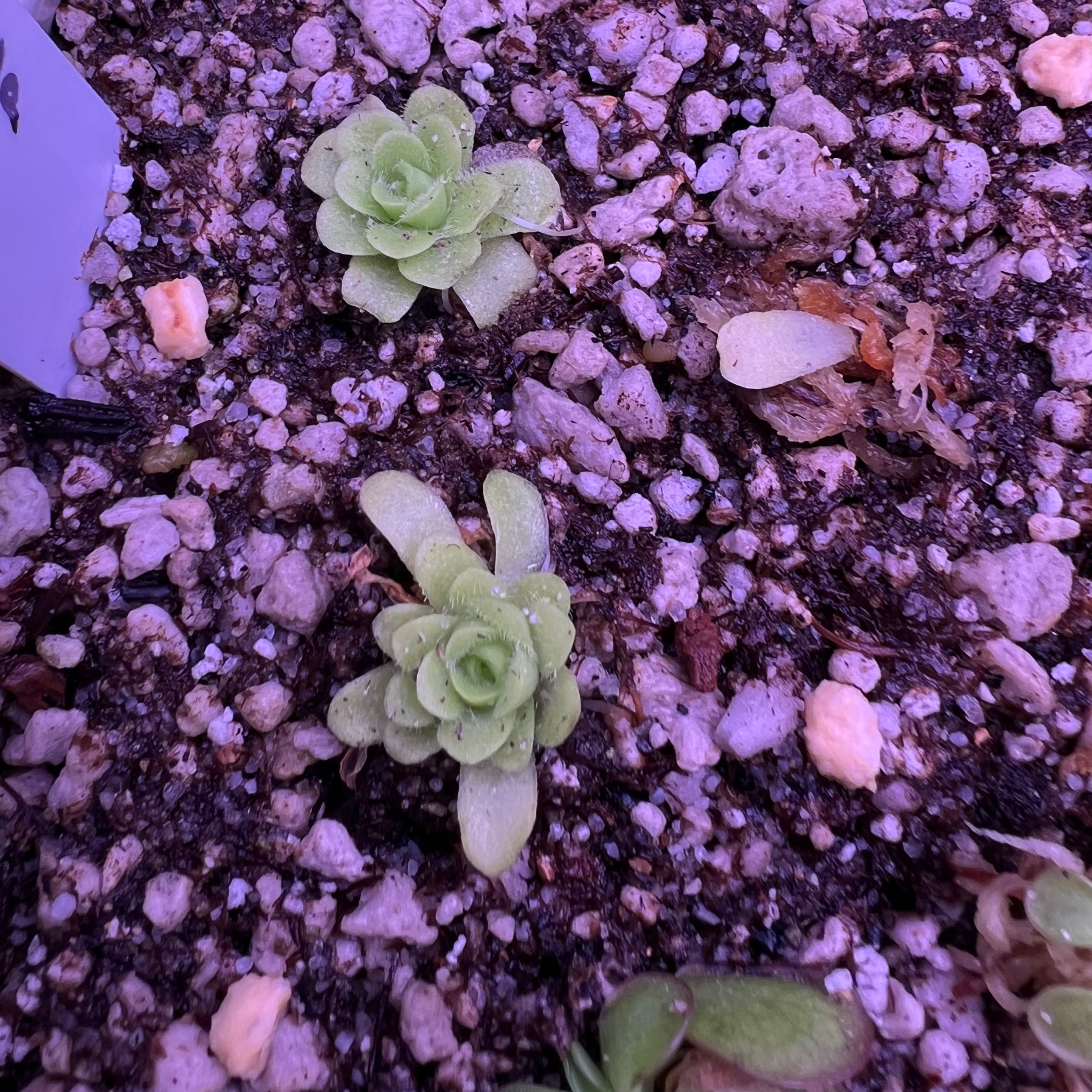 Photo of the plant species Bebop Lollipop Butterwort by @swhite1923 named Pinguicula Bebop Lollipop on Greg, the plant care app