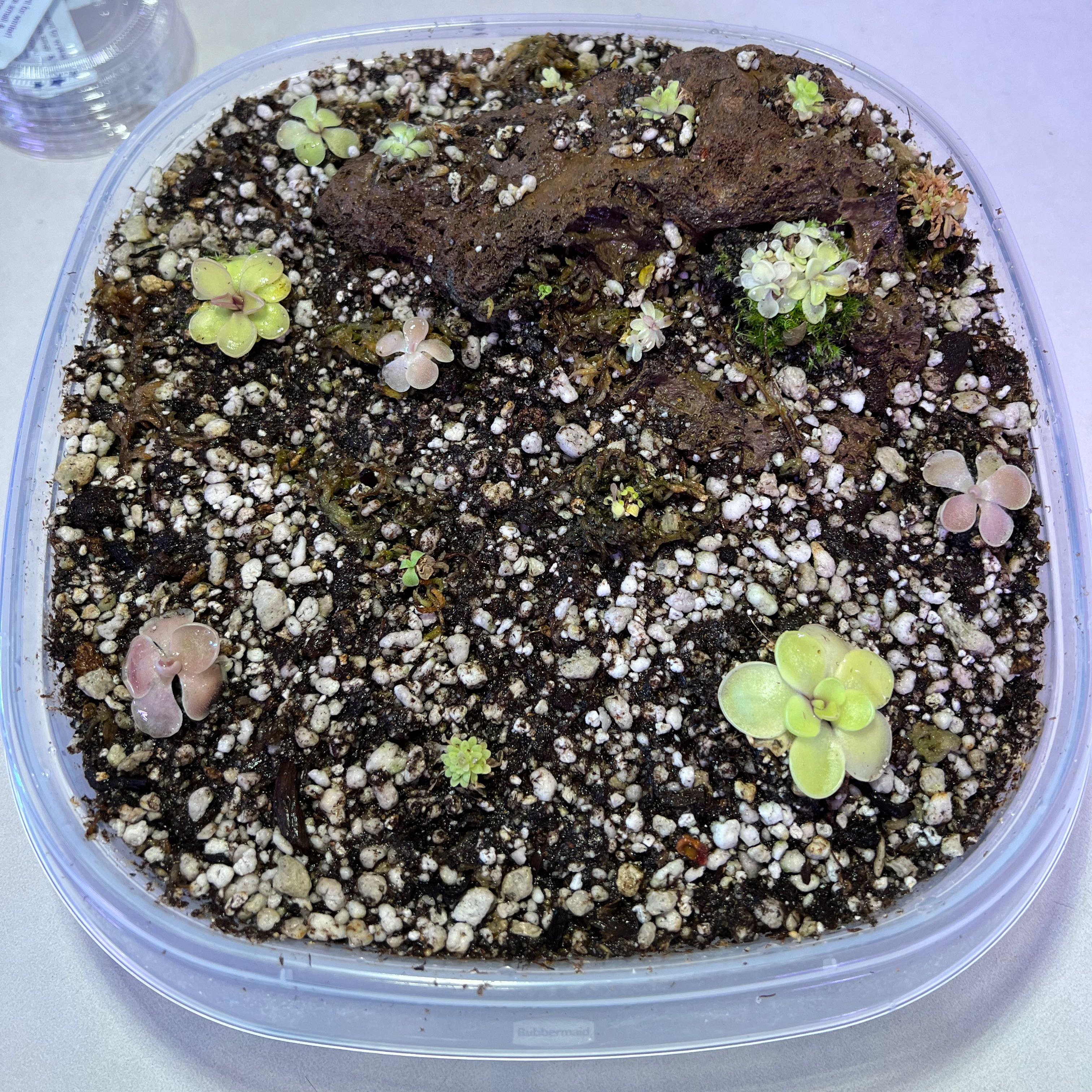 Photo of the plant species Bebop Lollipop Butterwort by @swhite1923 named Pinguicula Ping Rock on Greg, the plant care app