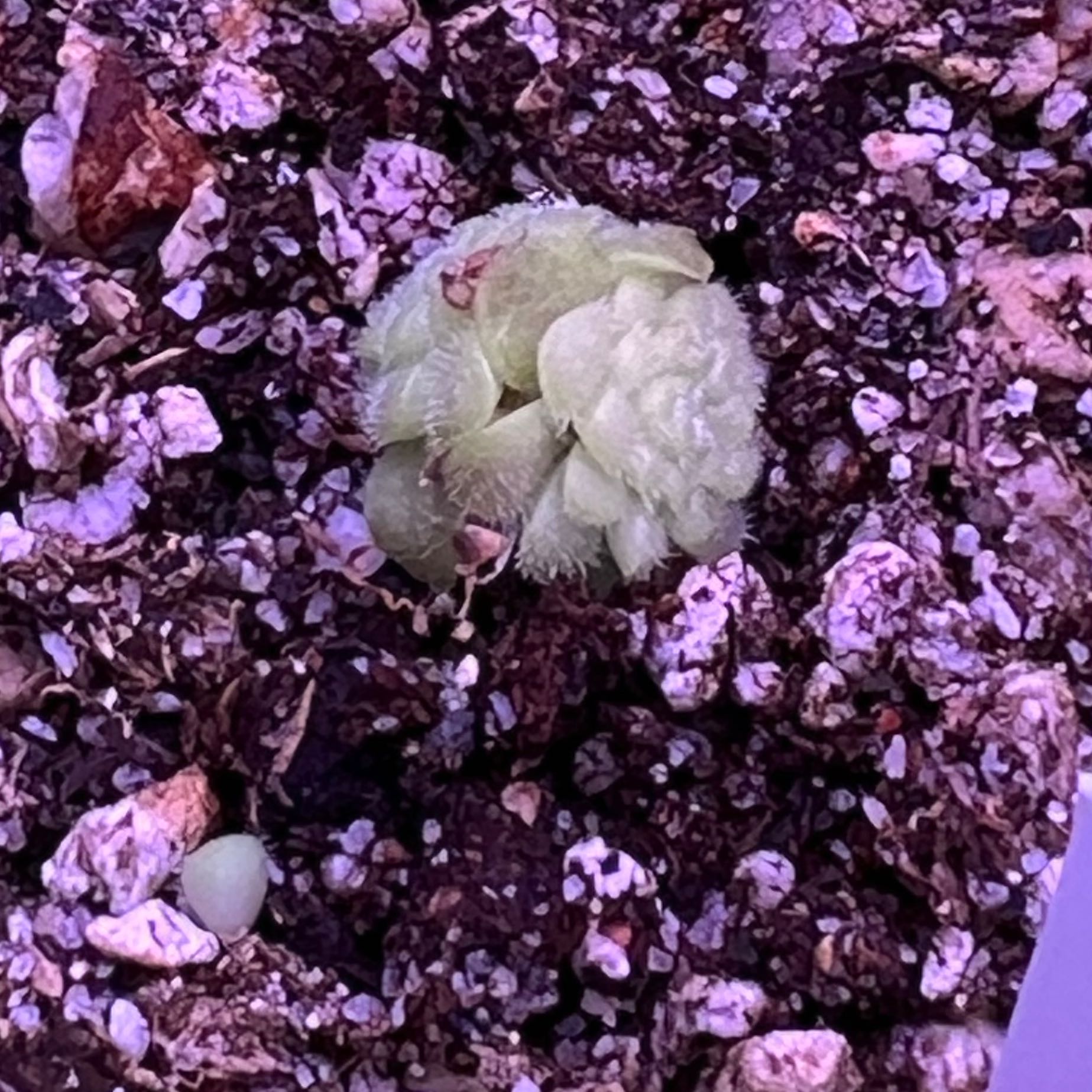 Photo of the plant species Queen Cthulhu Butterwort by @swhite1923 named Pinguicula Queen Cthulhu on Greg, the plant care app