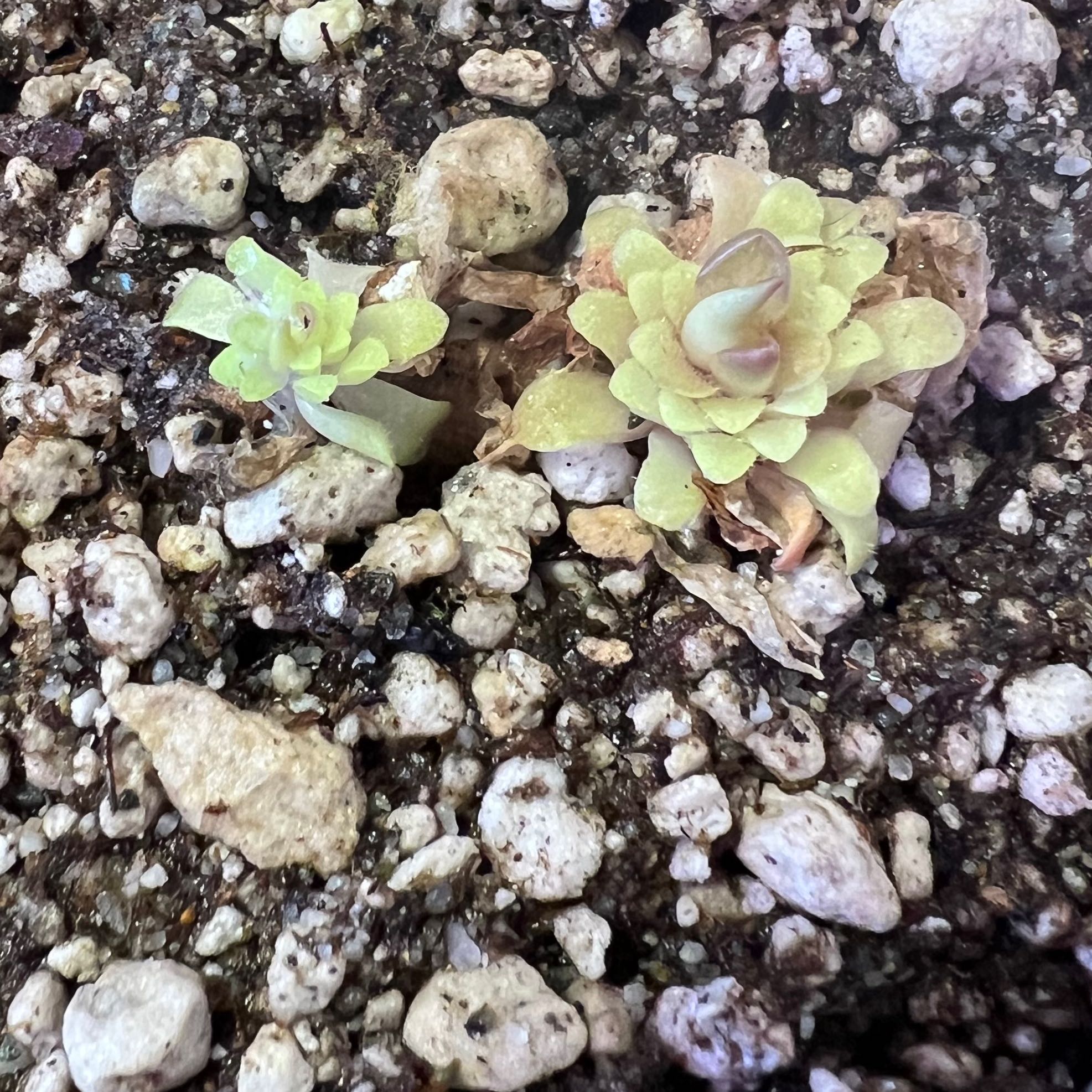 Photo of the plant species Pinguicula 'Plum Fairy' by @swhite1923 named Pinguicula Cherry Bomb on Greg, the plant care app