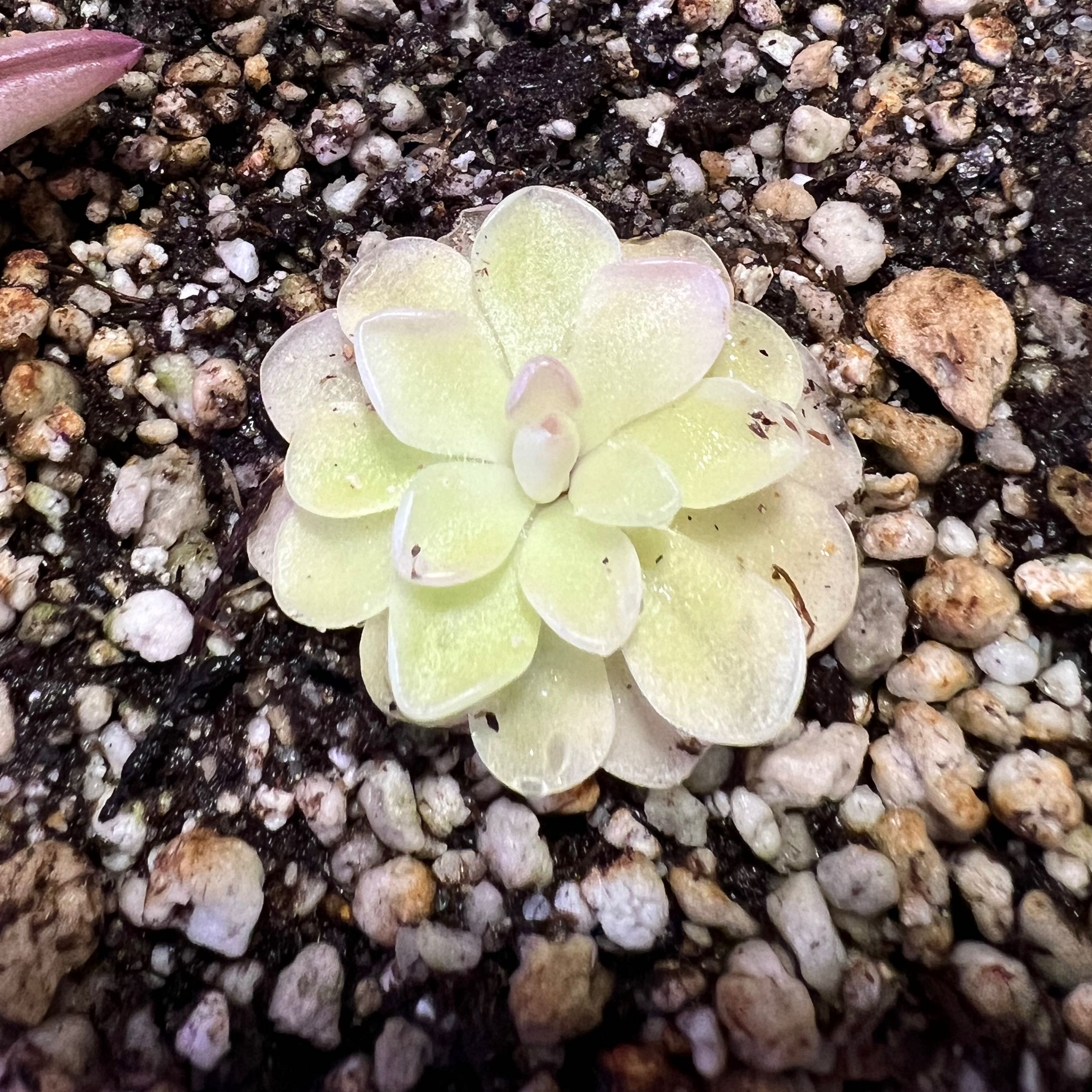 Mexican Butterwort plant with light green leaves in rocky soil.
