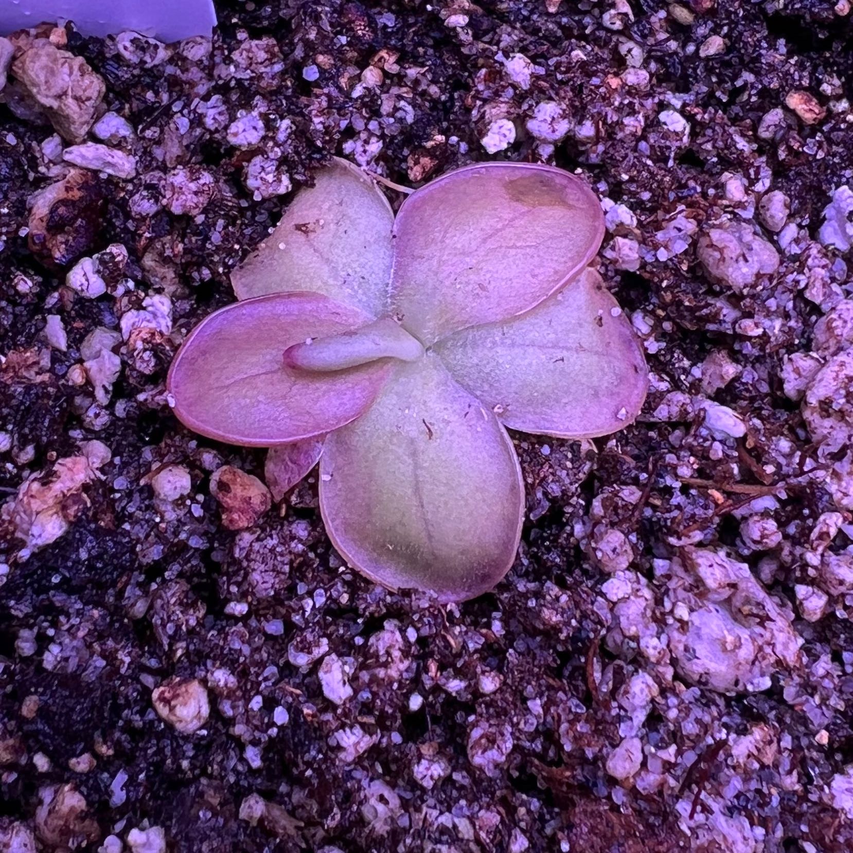 Photo of the plant species pinguicula laueana 'Red' by @swhite1923 named Pinguicula Laurana Cal Carn Red on Greg, the plant care app