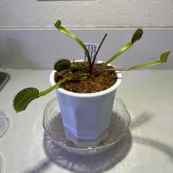 Venus Fly Trap plant
