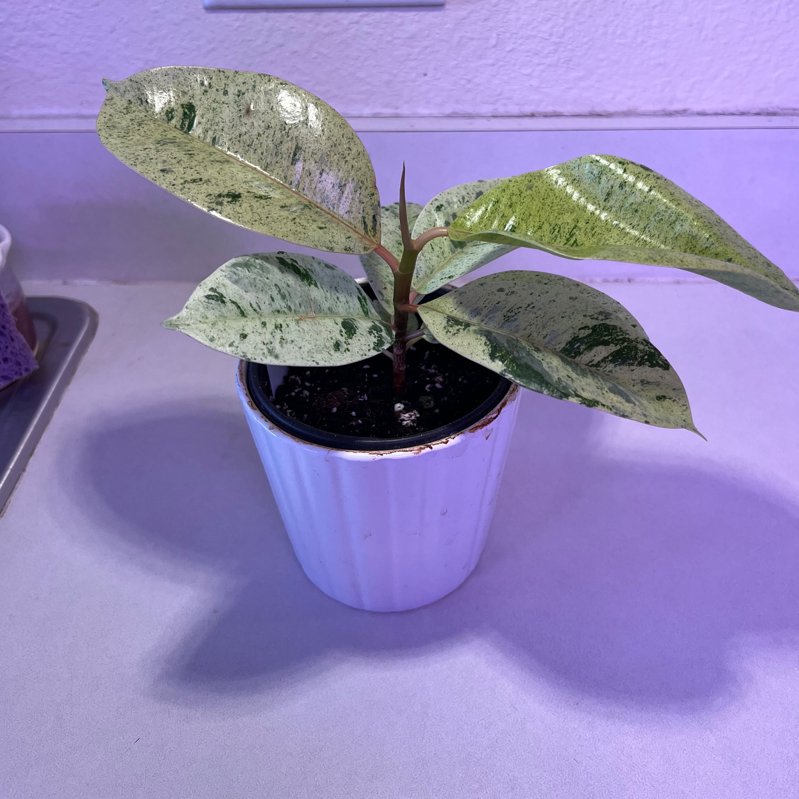 Ficus elastica 'Shivereana' plant in a white pot with variegated leaves.
