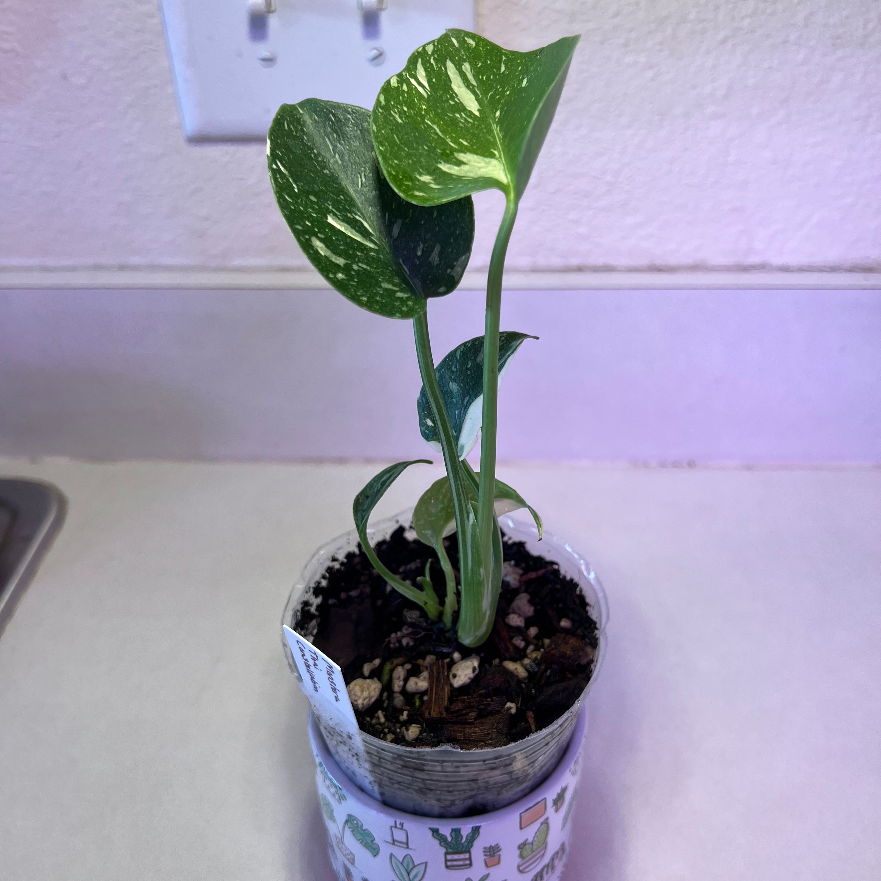 Young Thai Constellation Monstera plant with variegated leaves in a small pot.