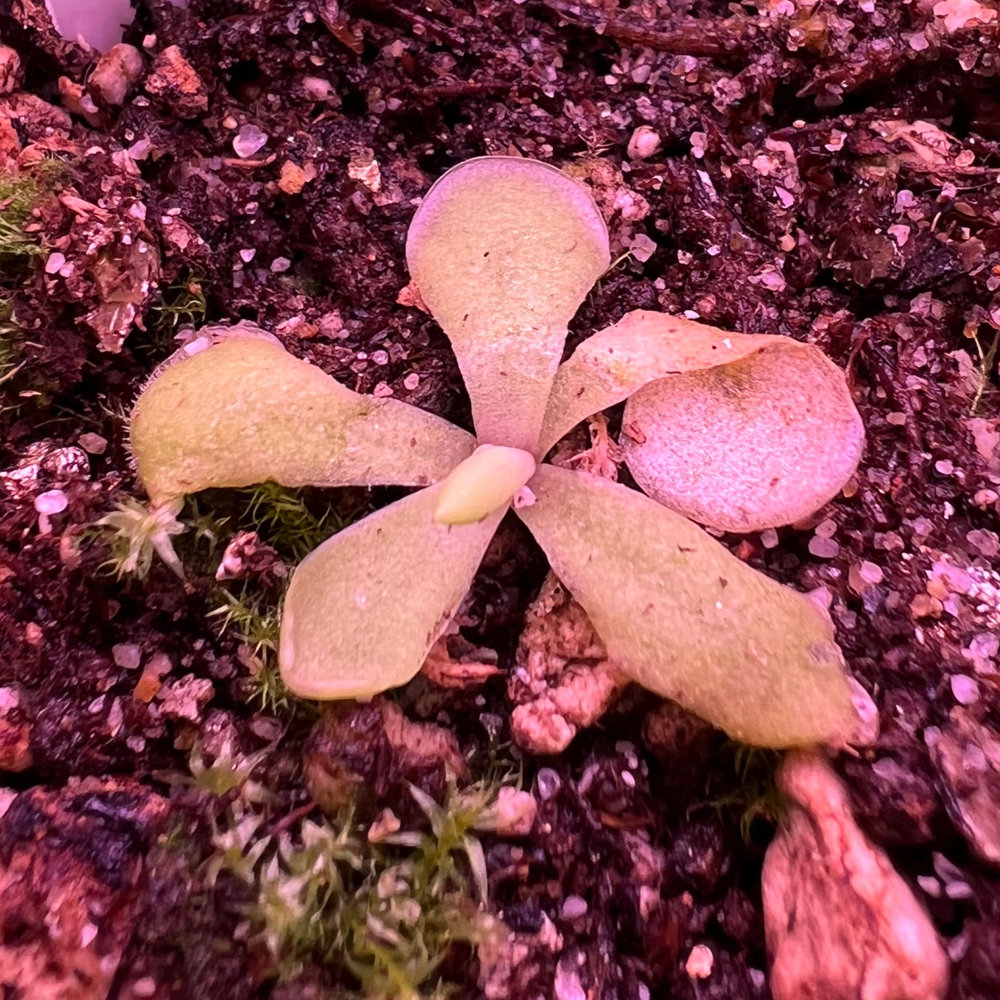 Photo of the plant species pinguicula laueana 'Red' by @swhite1923 named Pinguicula Laueana Cal Carn Red on Greg, the plant care app