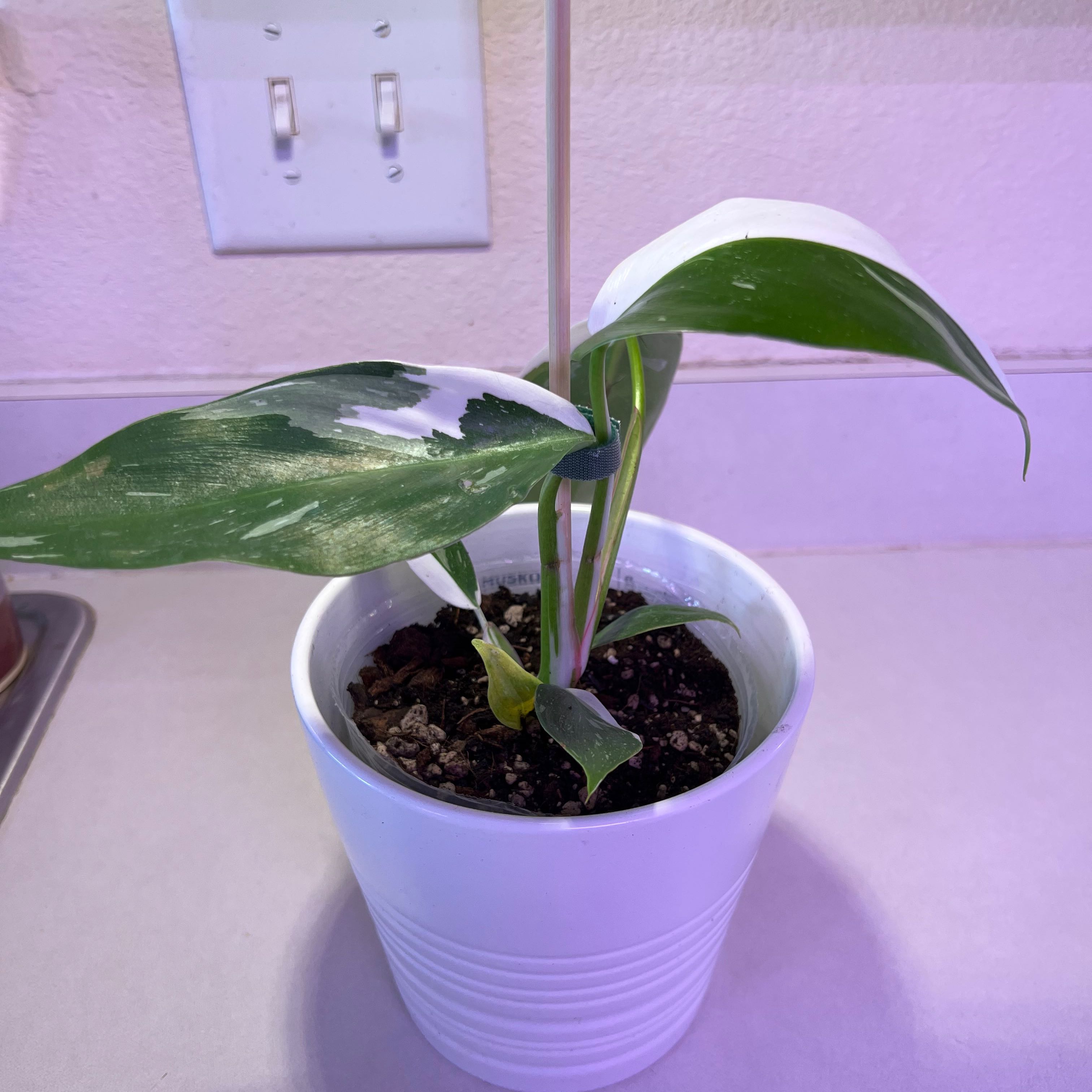 Philodendron 'White Princess' plant in a white pot with variegated leaves.