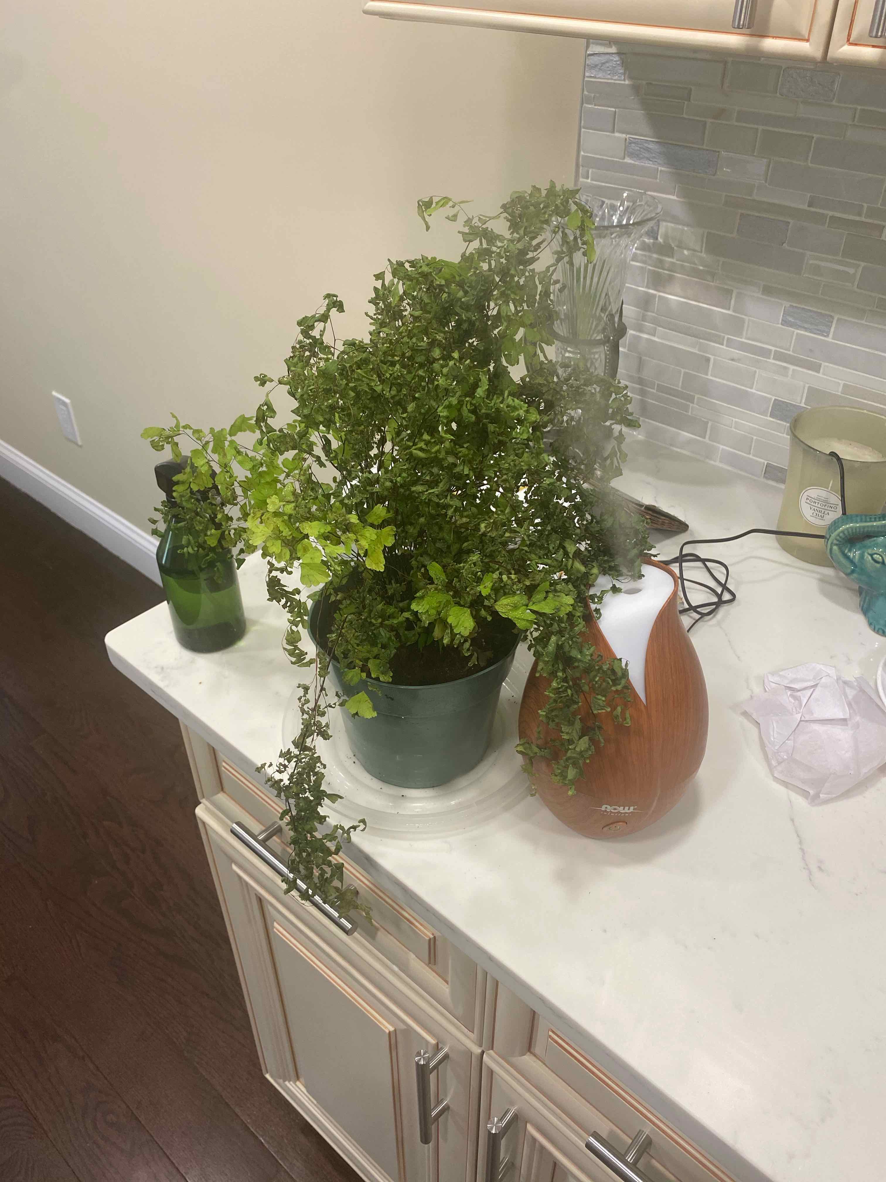 California Maidenhair Fern on a kitchen counter, healthy with vibrant green leaves.