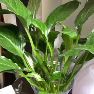 Peace Lily plant in Riverside, California
