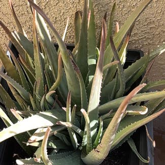 Aloe Vera plant in Riverside, California