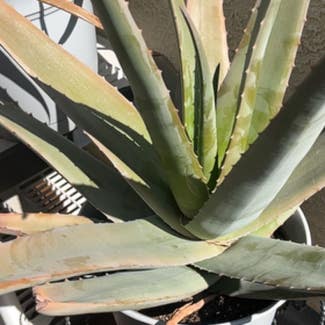 Aloe Vera plant in Riverside, California