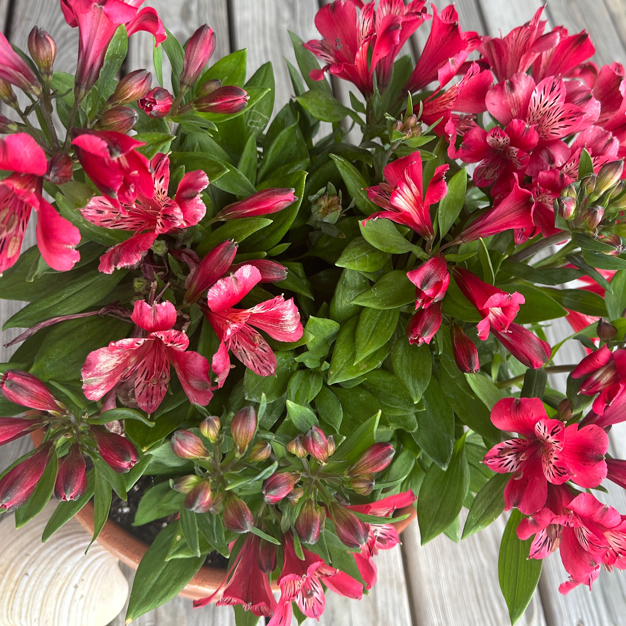A healthy Peruvian-Lily plant with vibrant red flowers and green leaves.
