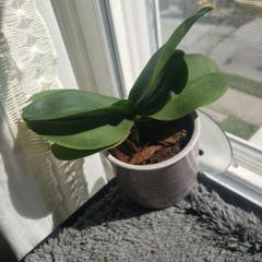 Chloe the Lil' Orchid