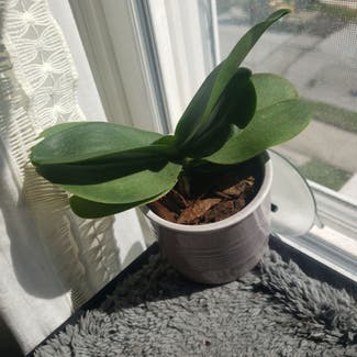 Mini Phalaenopsis Orchid plant in Bowling Green, Ohio