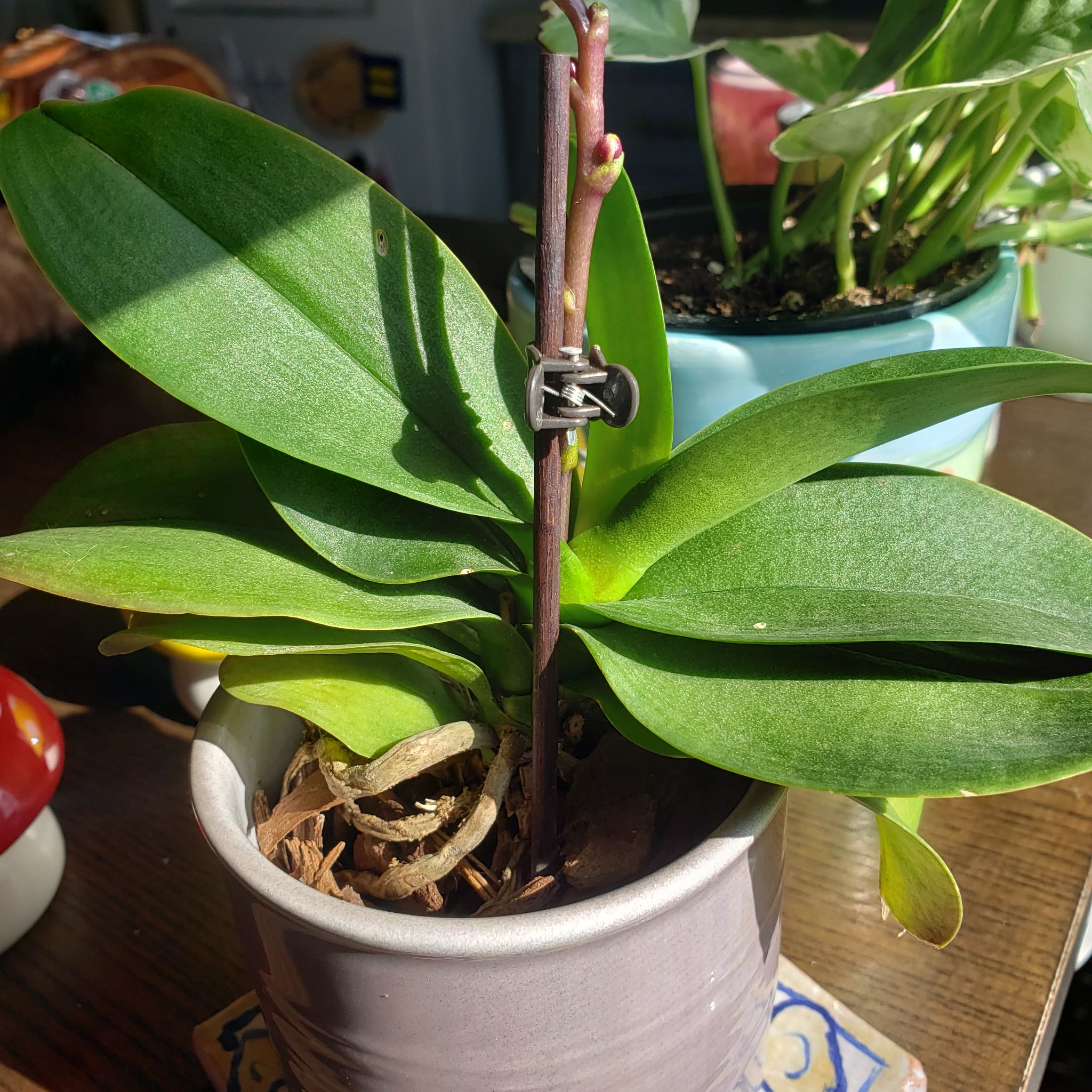 Chloe the Lil' Orchid