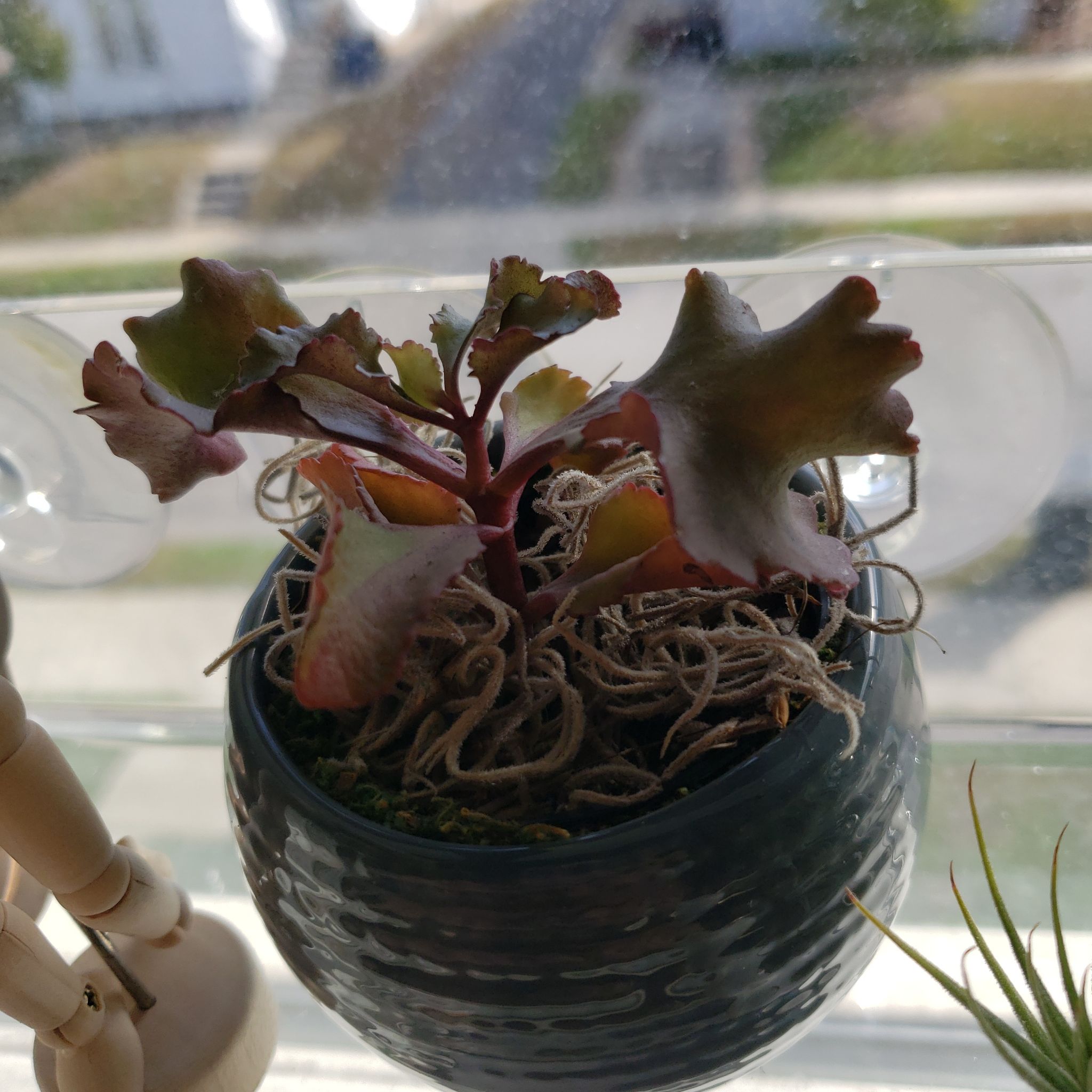 Tugela Cliff-Kalanchoe plant in a pot near a window with some browning leaves.