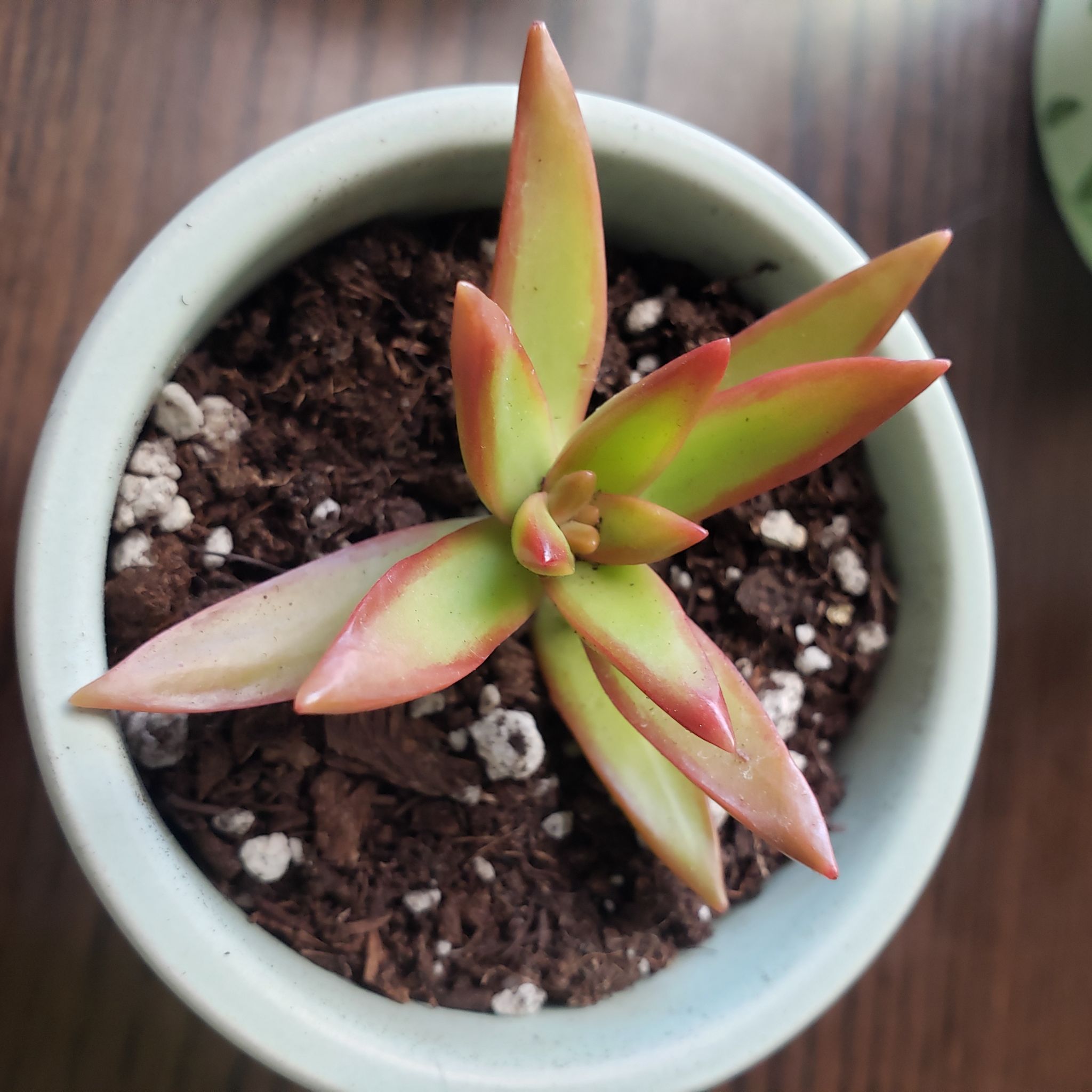 Sedum 'Firestorm' plant in a small pot with vibrant green and red-tipped leaves.