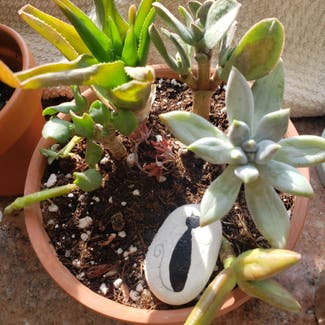 succulent plant in Bowling Green, Ohio