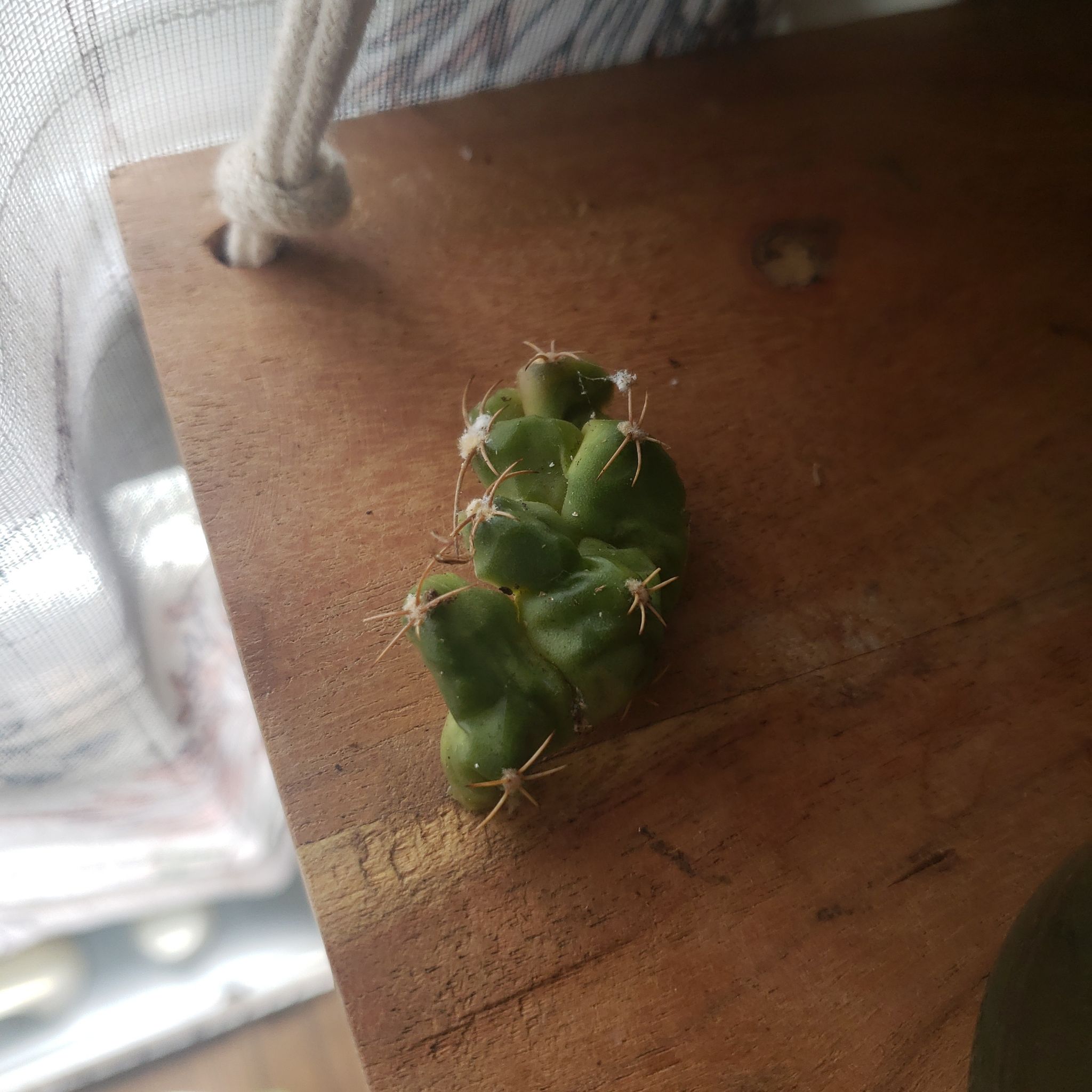 Lil' Bob the First