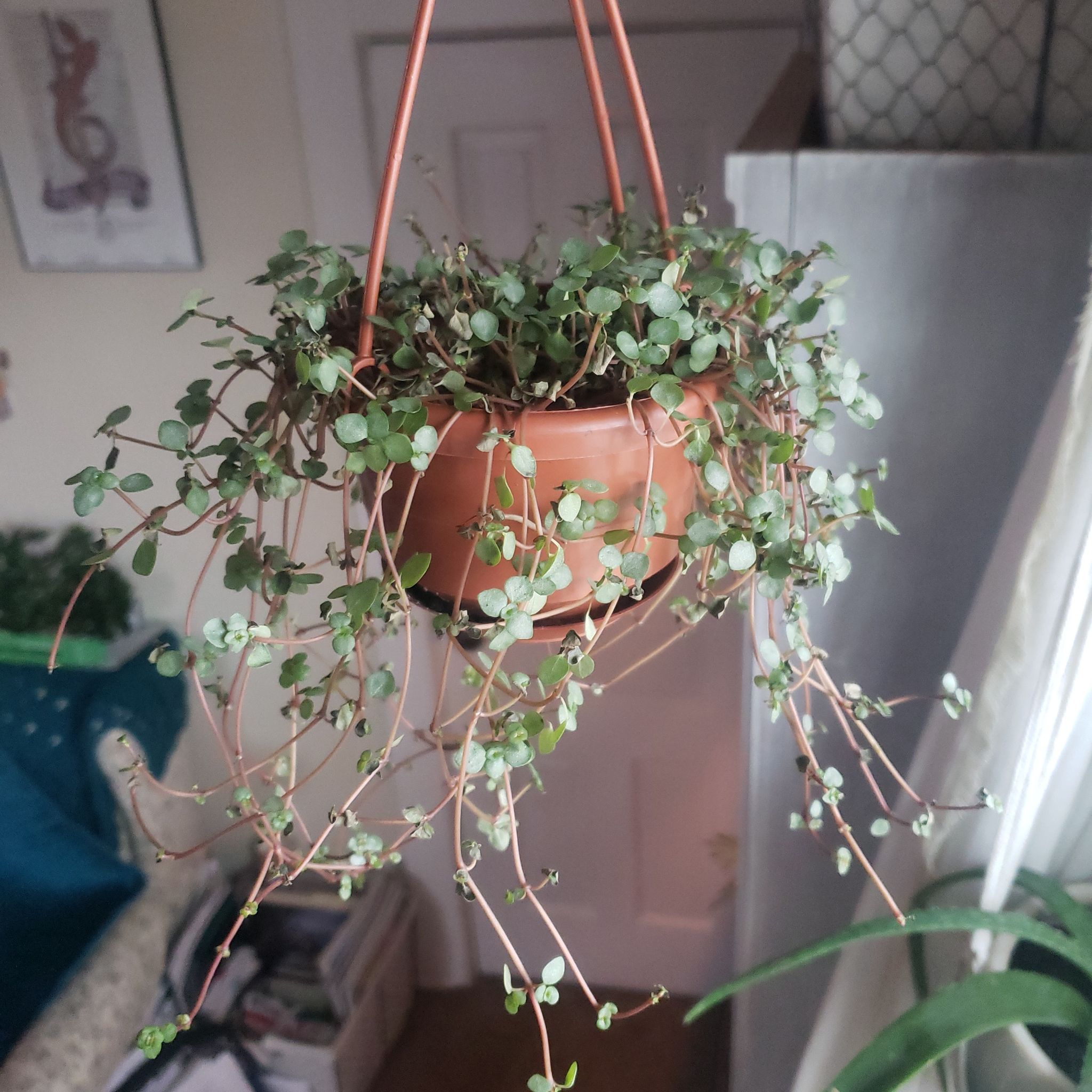 Hanging pot with a healthy Pilea 'Silver Sparkle' plant, small green leaves with silver sparkle pattern.