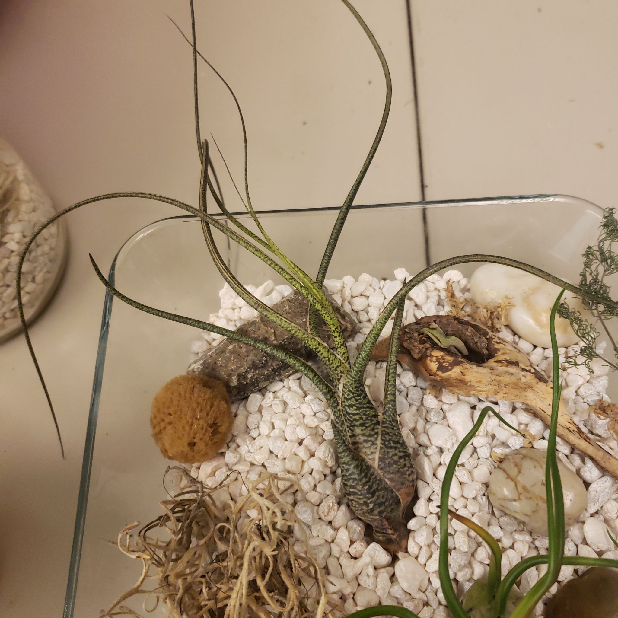 Tillandsia butzii plant in a glass container with white pebbles, healthy and well-framed.