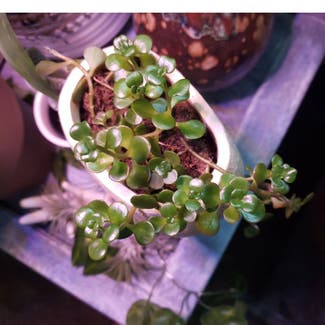 Peperomia plant in Bowling Green, Ohio